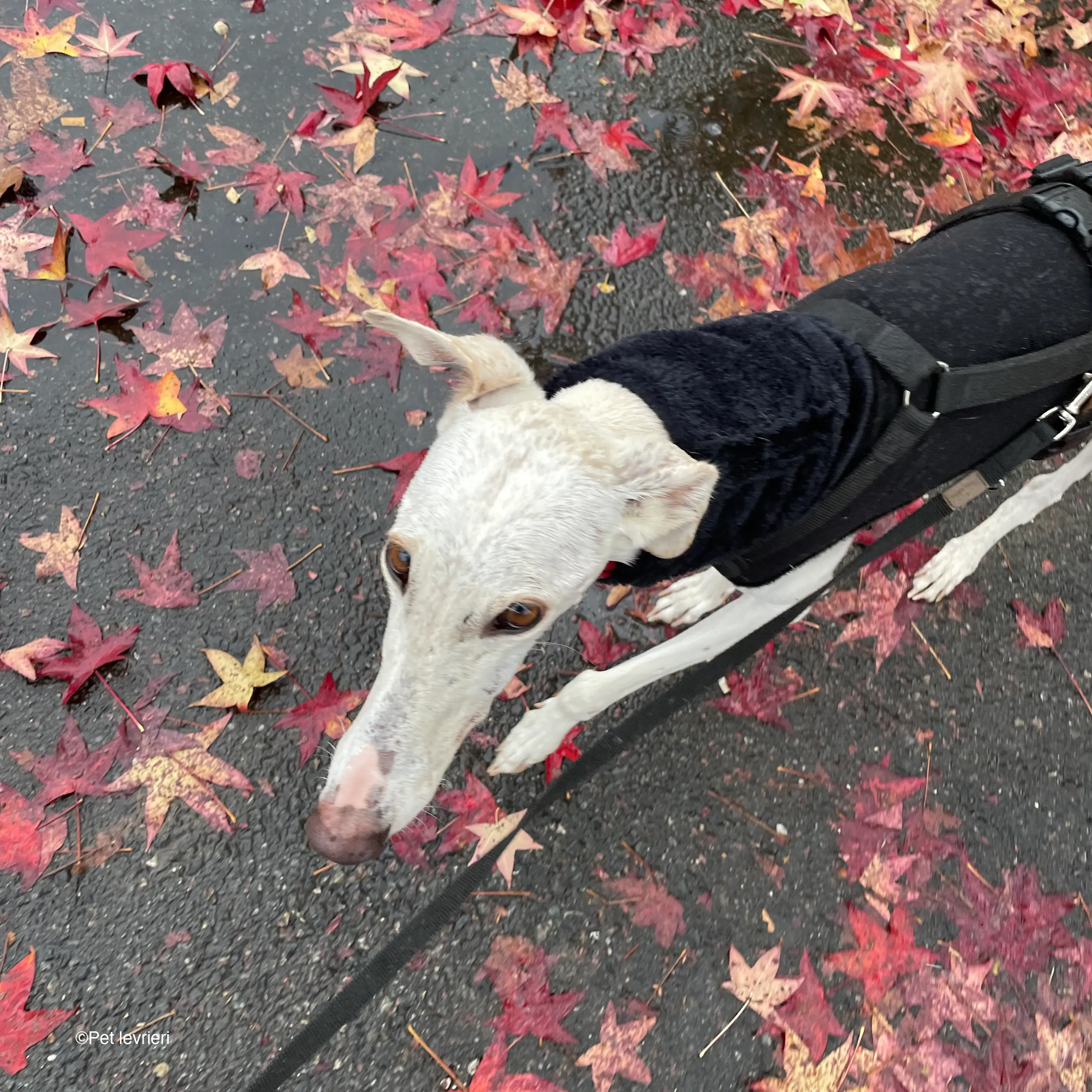 Guinea galgo bianco levriero  cane adozione bellezza fosterhome 13
