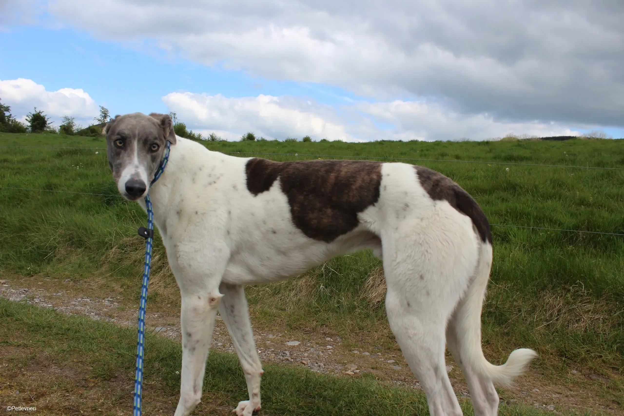 Gulliver adozione levrieri greyhound 1 scaled