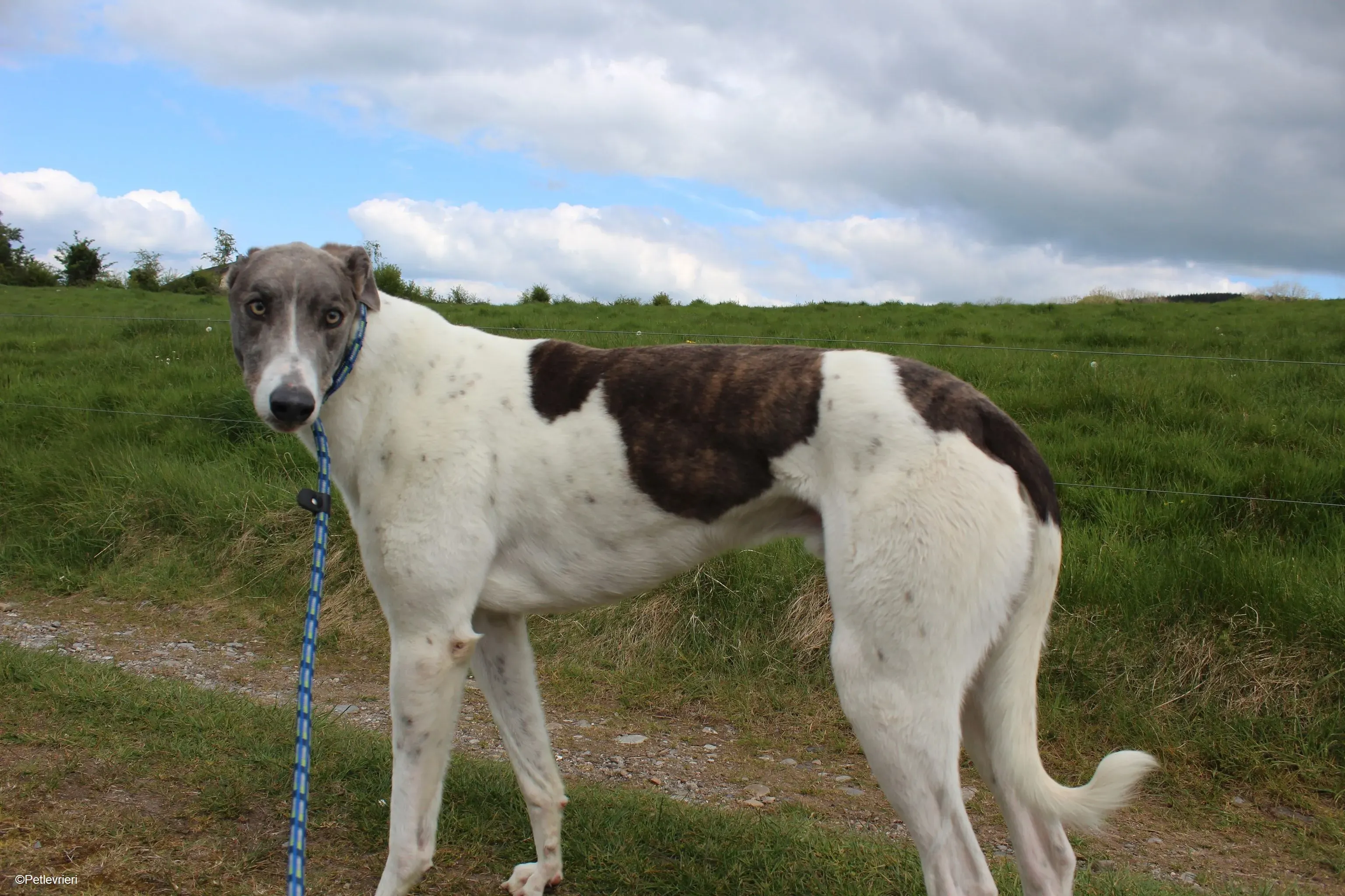 Gulliver adozione levrieri greyhound 1