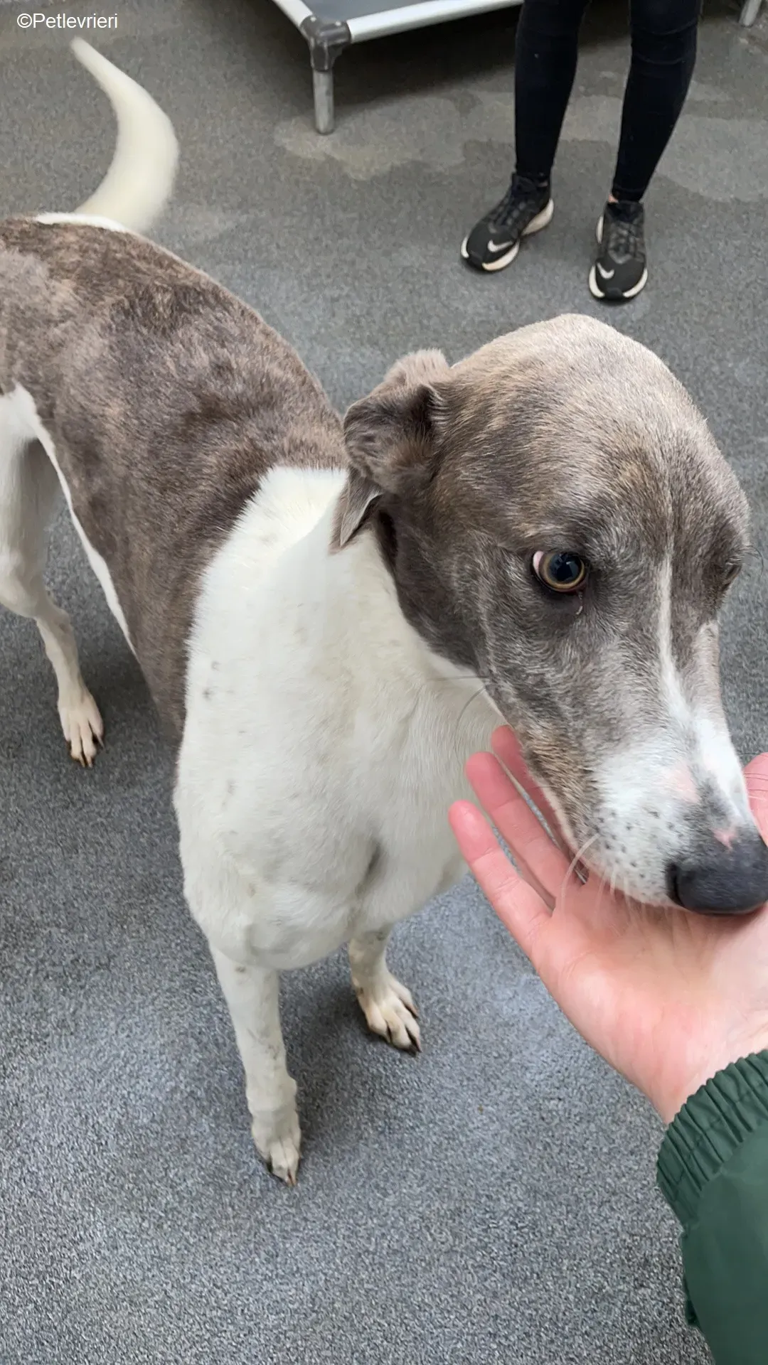 Gulliver adozione levrieri greyhound 2