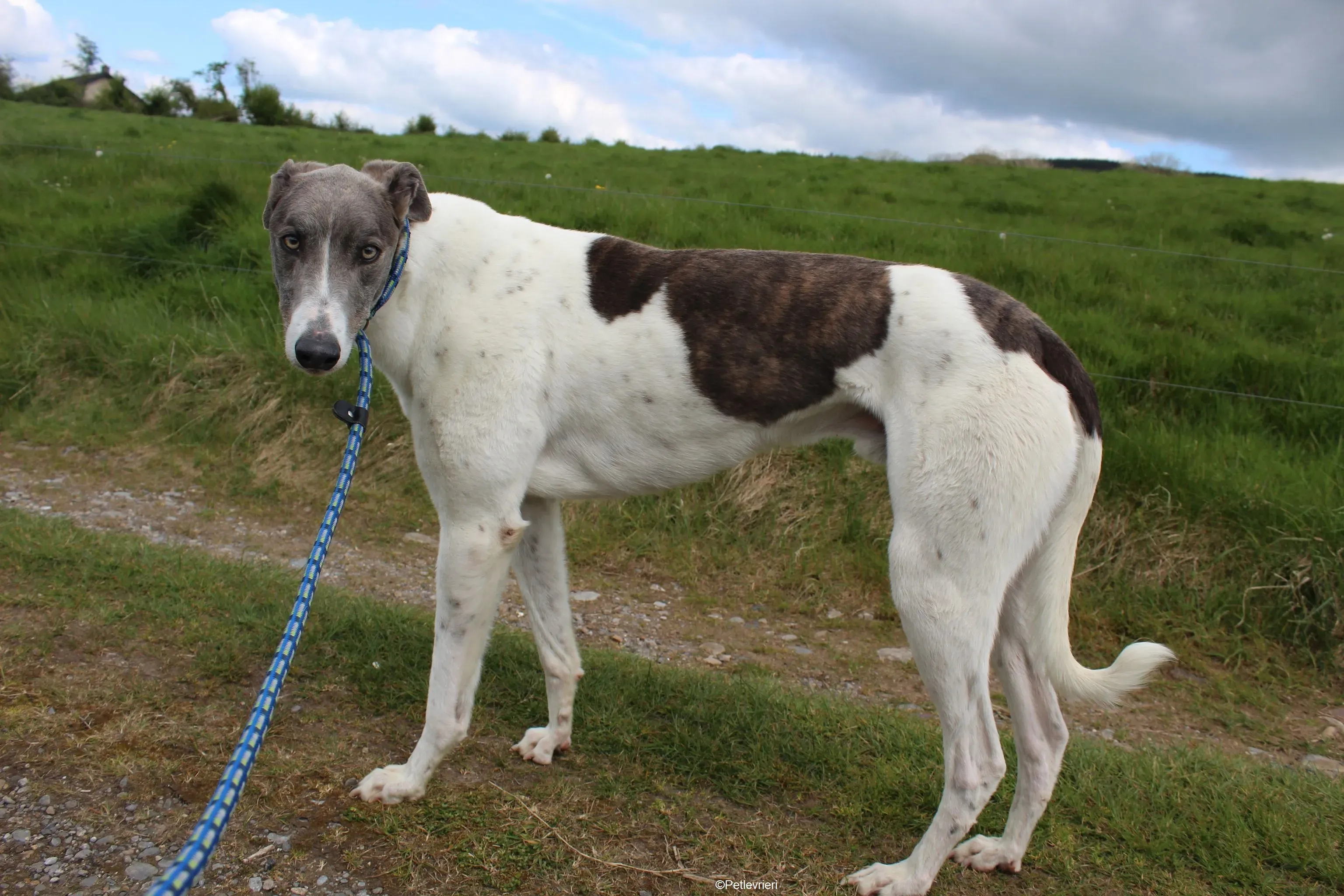 Gulliver adozione levrieri greyhound 3