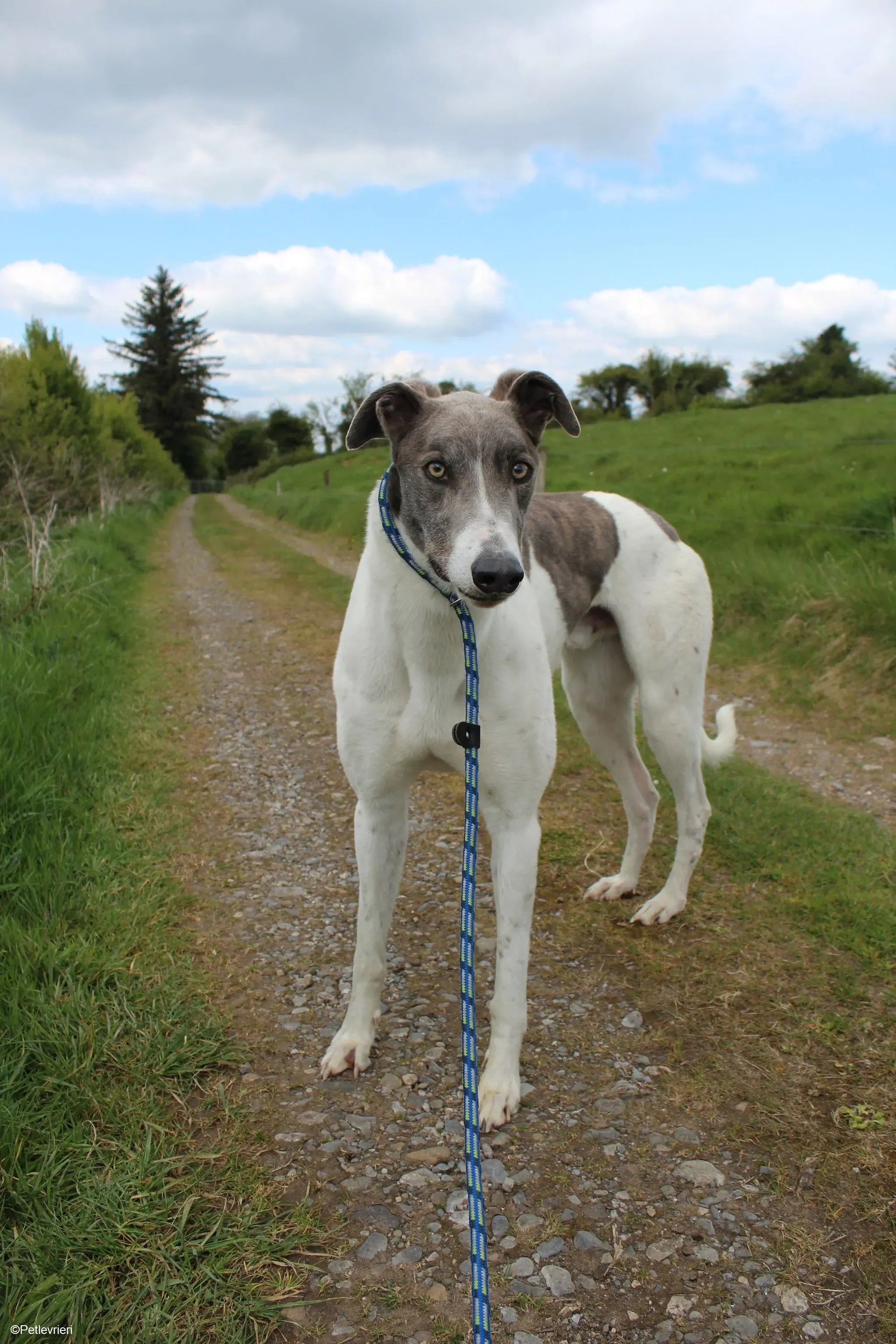 Gulliver adozione levrieri greyhound 4