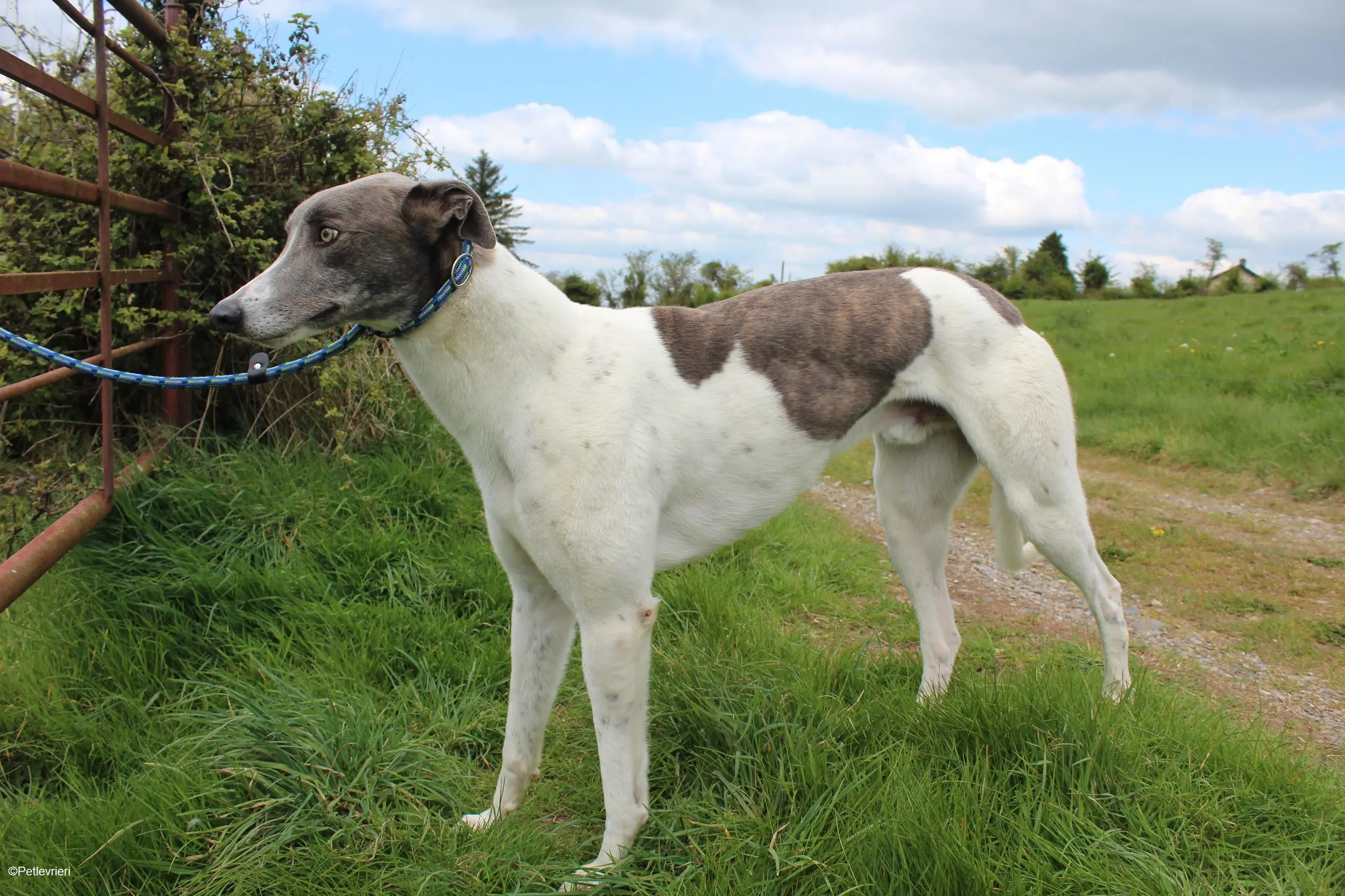 Gulliver adozione levrieri greyhound 5