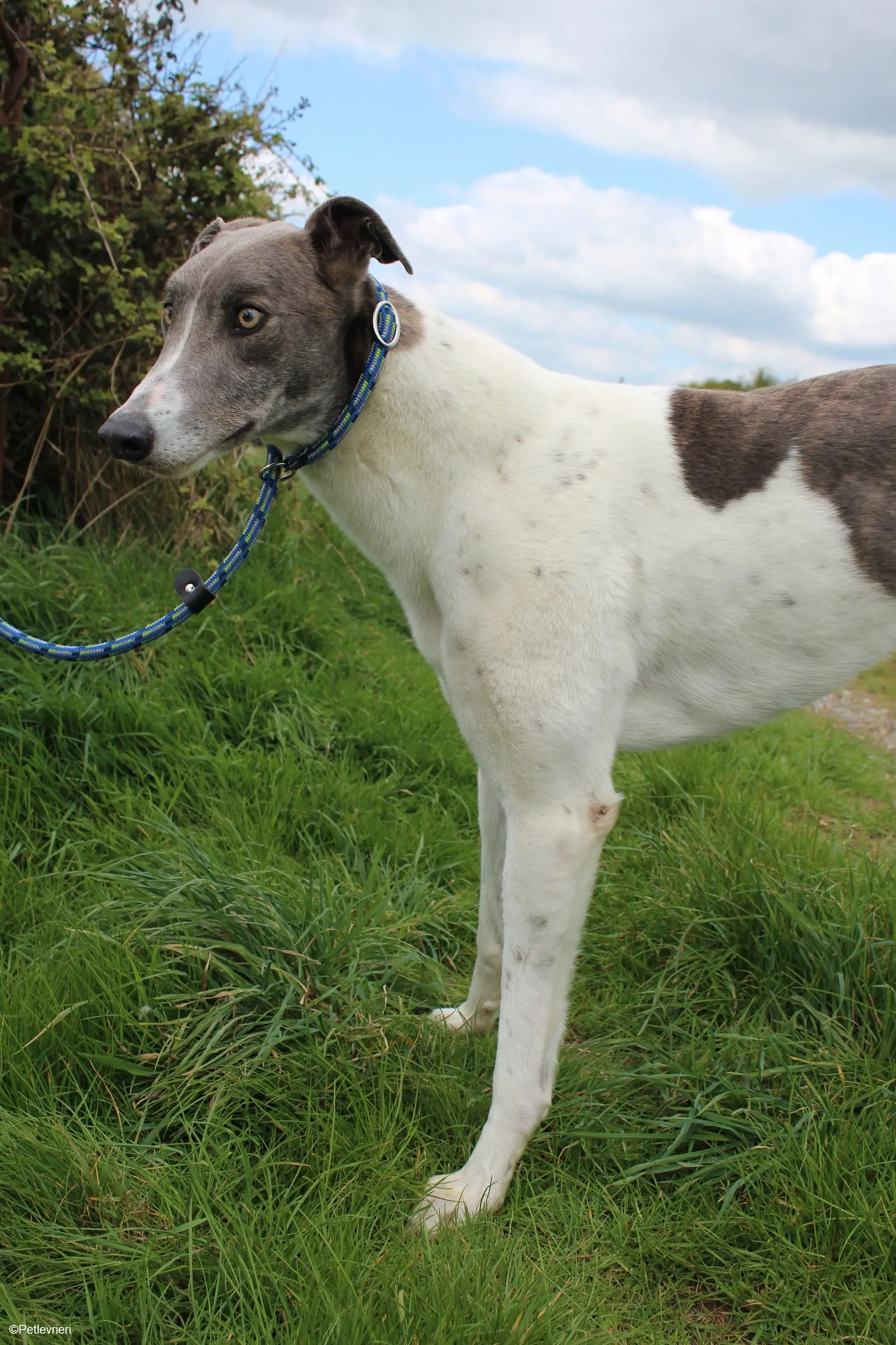 Gulliver adozione levrieri greyhound 6