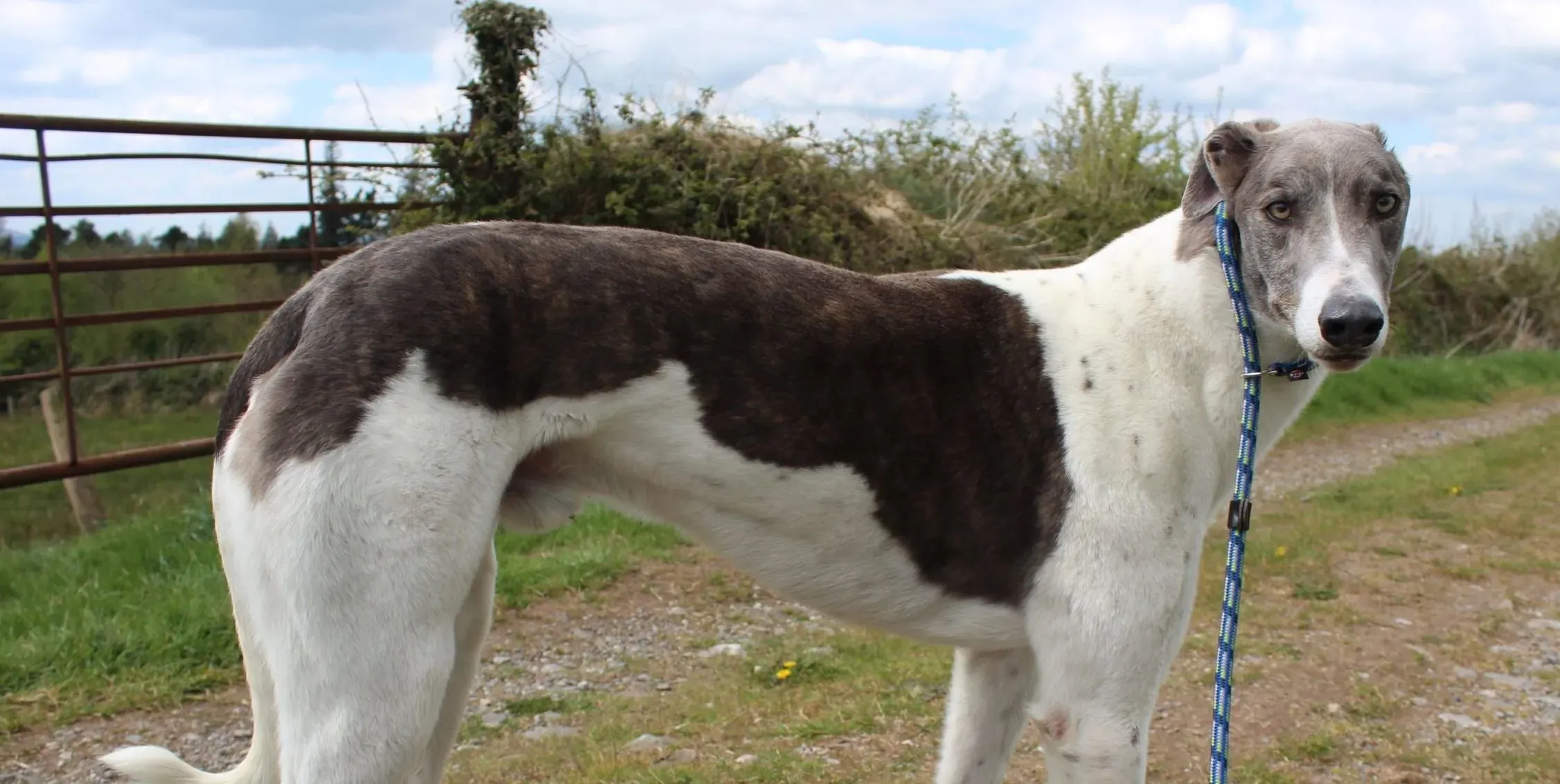 Gulliver adozione levrieri greyhound 7 scaled e1621796984864