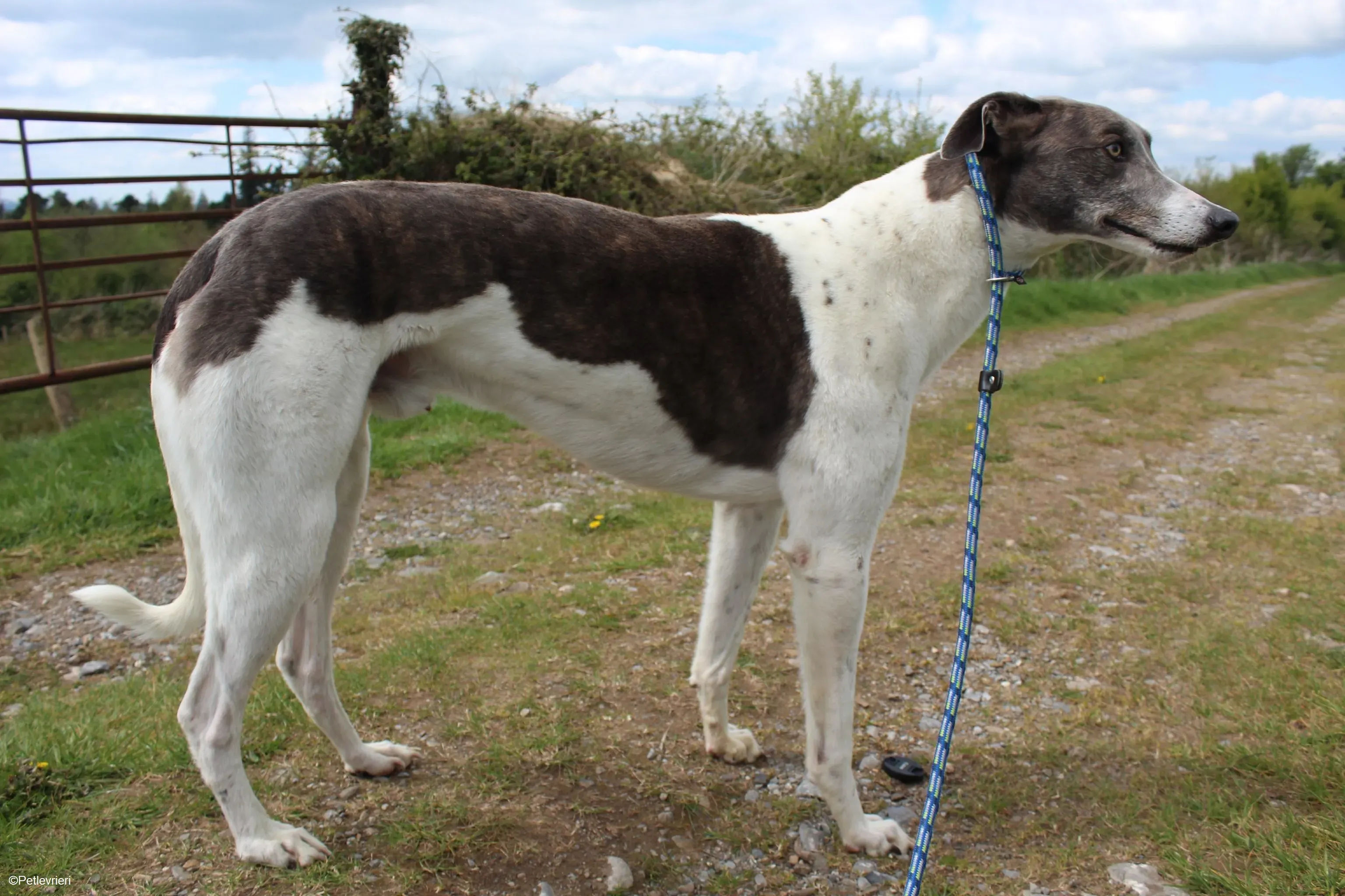 Gulliver adozione levrieri greyhound 8