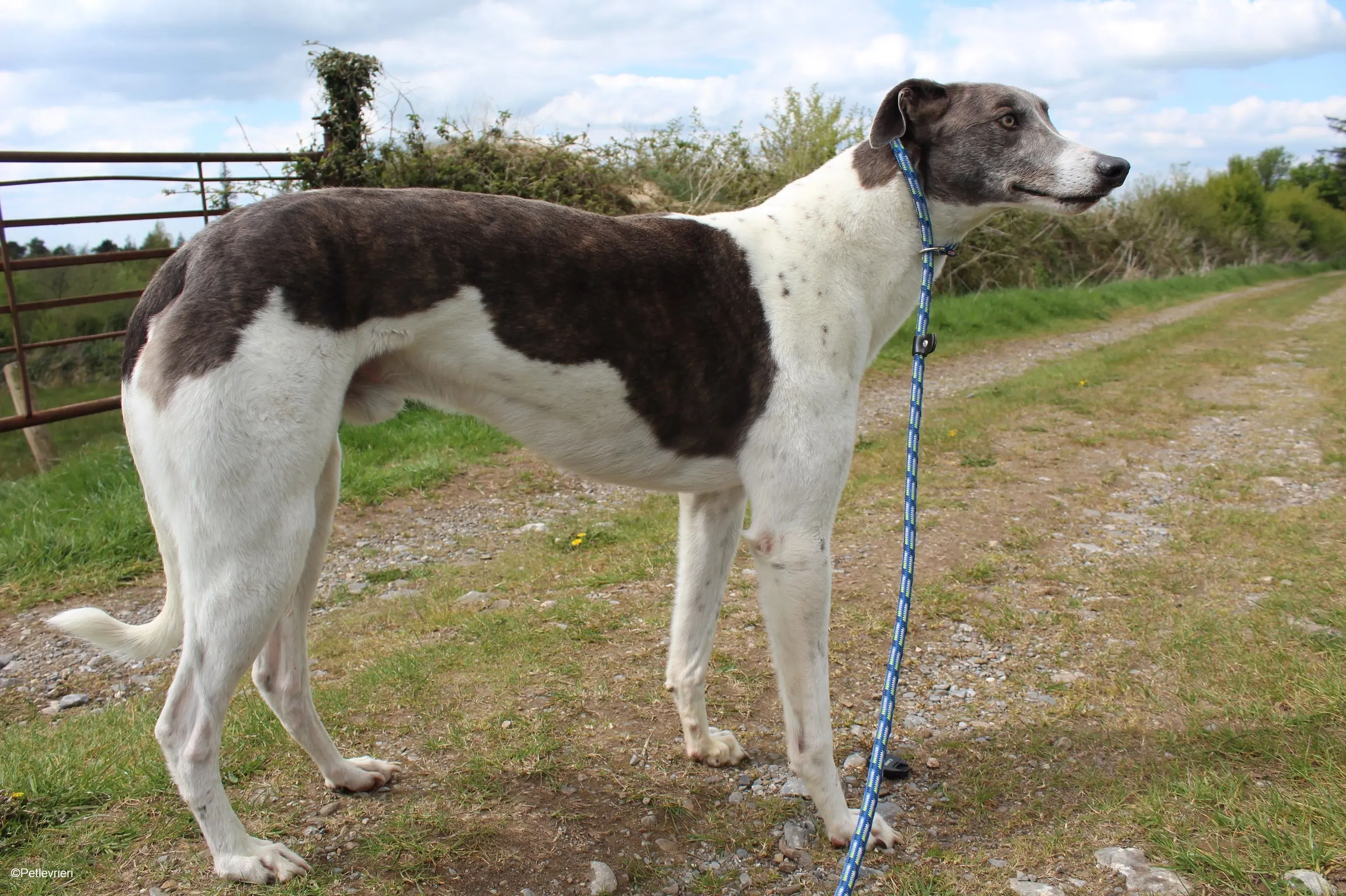 Gulliver adozione levrieri greyhound 9