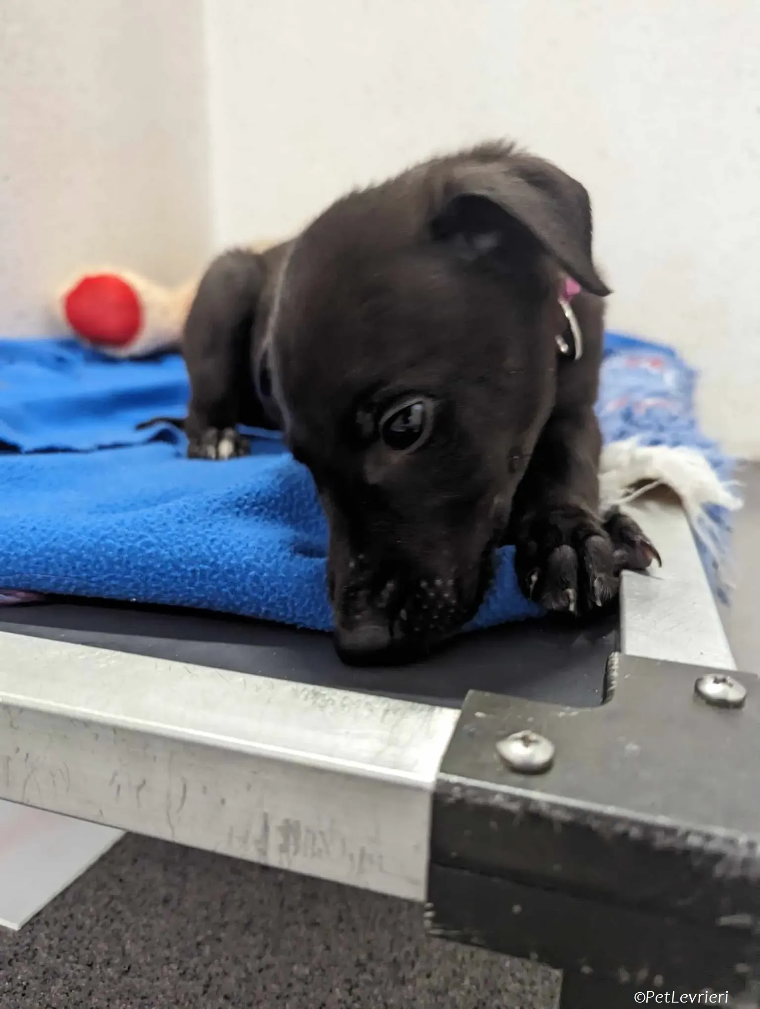 Gunnar adozione levrieri greyhound 1