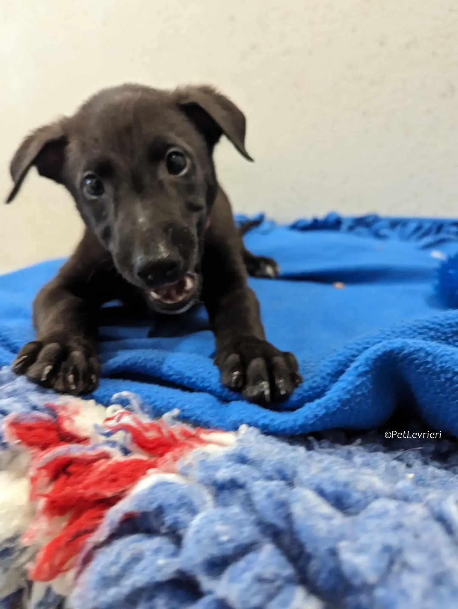 Gunnar adozione levrieri greyhound 10