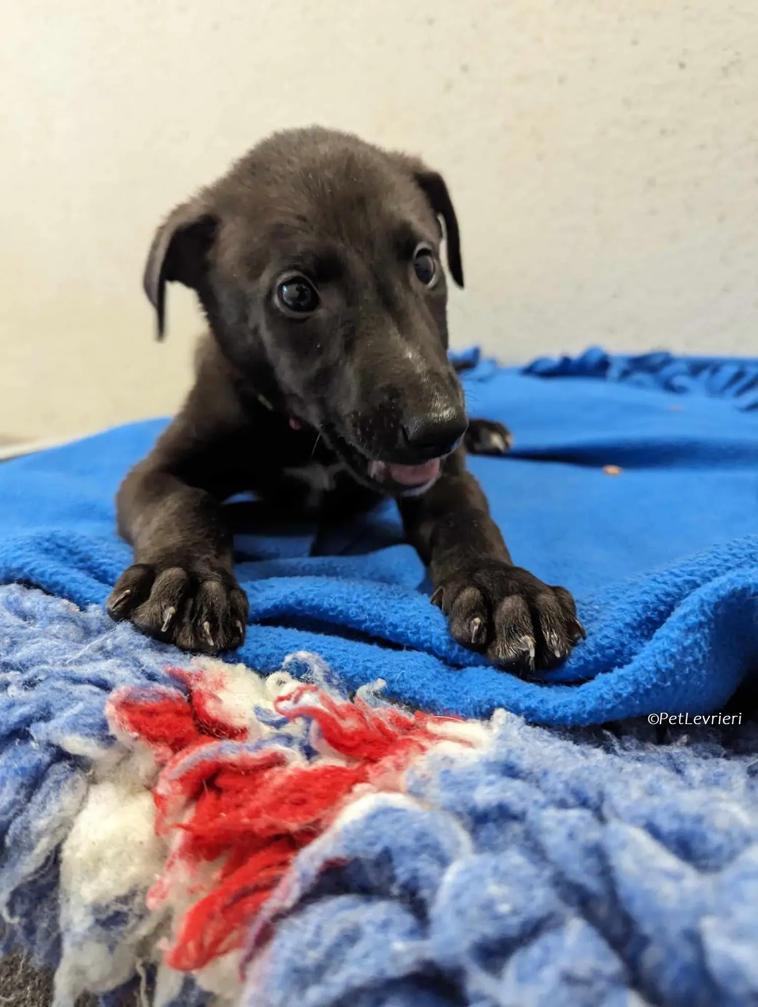 Gunnar adozione levrieri greyhound 11