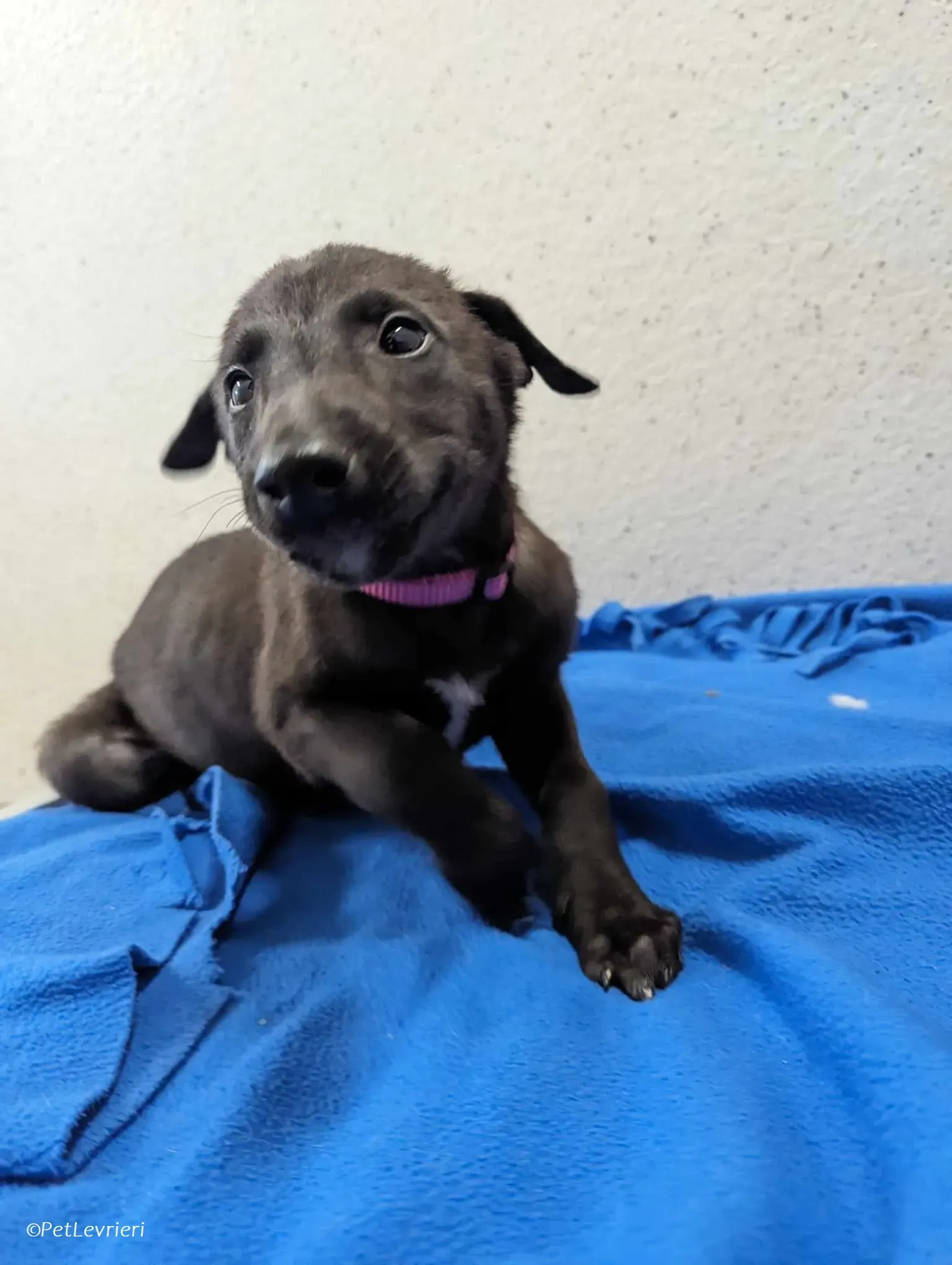 Gunnar adozione levrieri greyhound 12