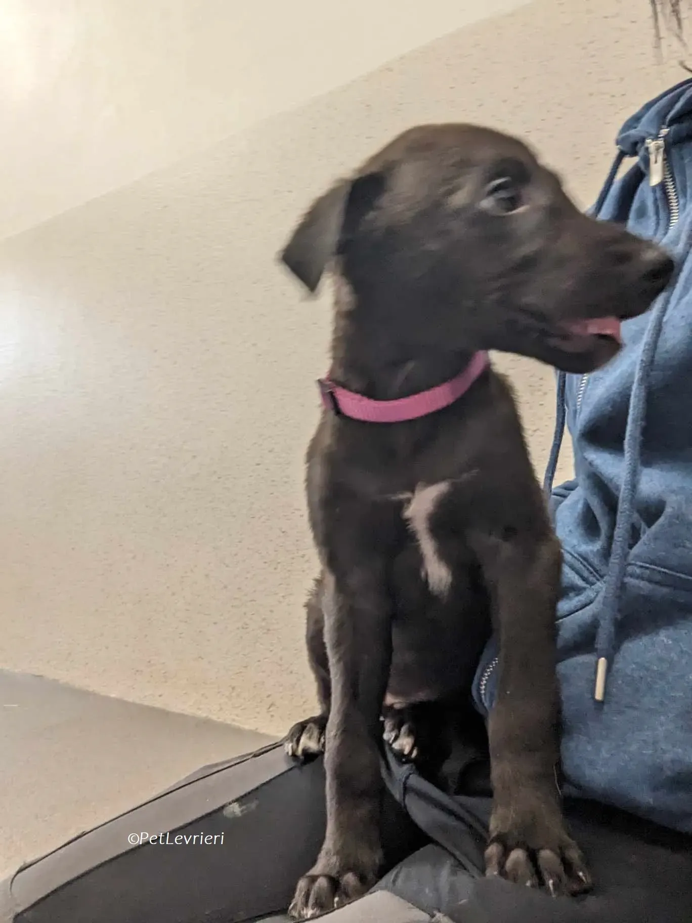 Gunnar adozione levrieri greyhound 13