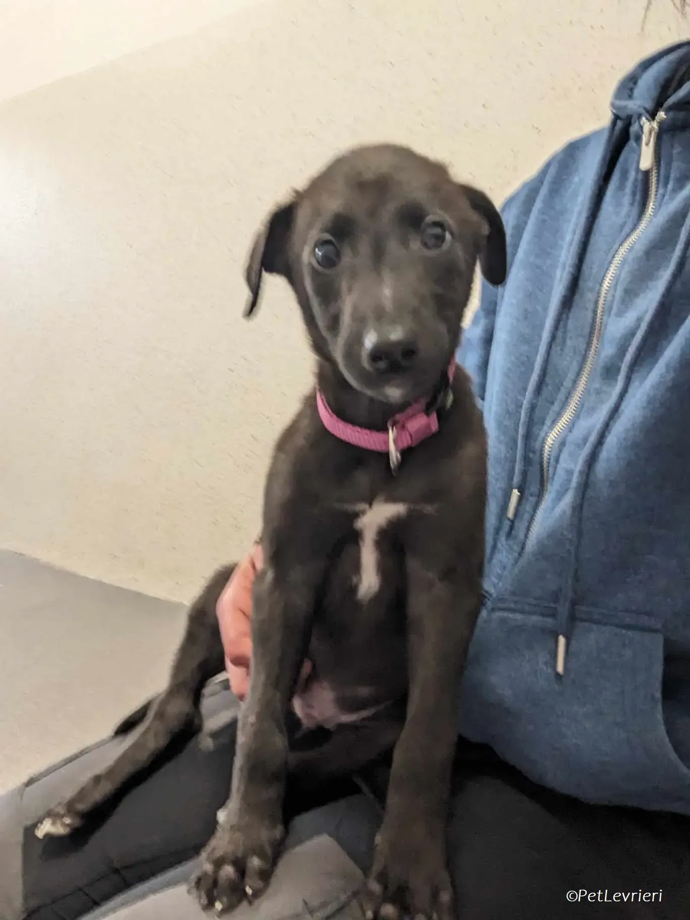 Gunnar adozione levrieri greyhound 14