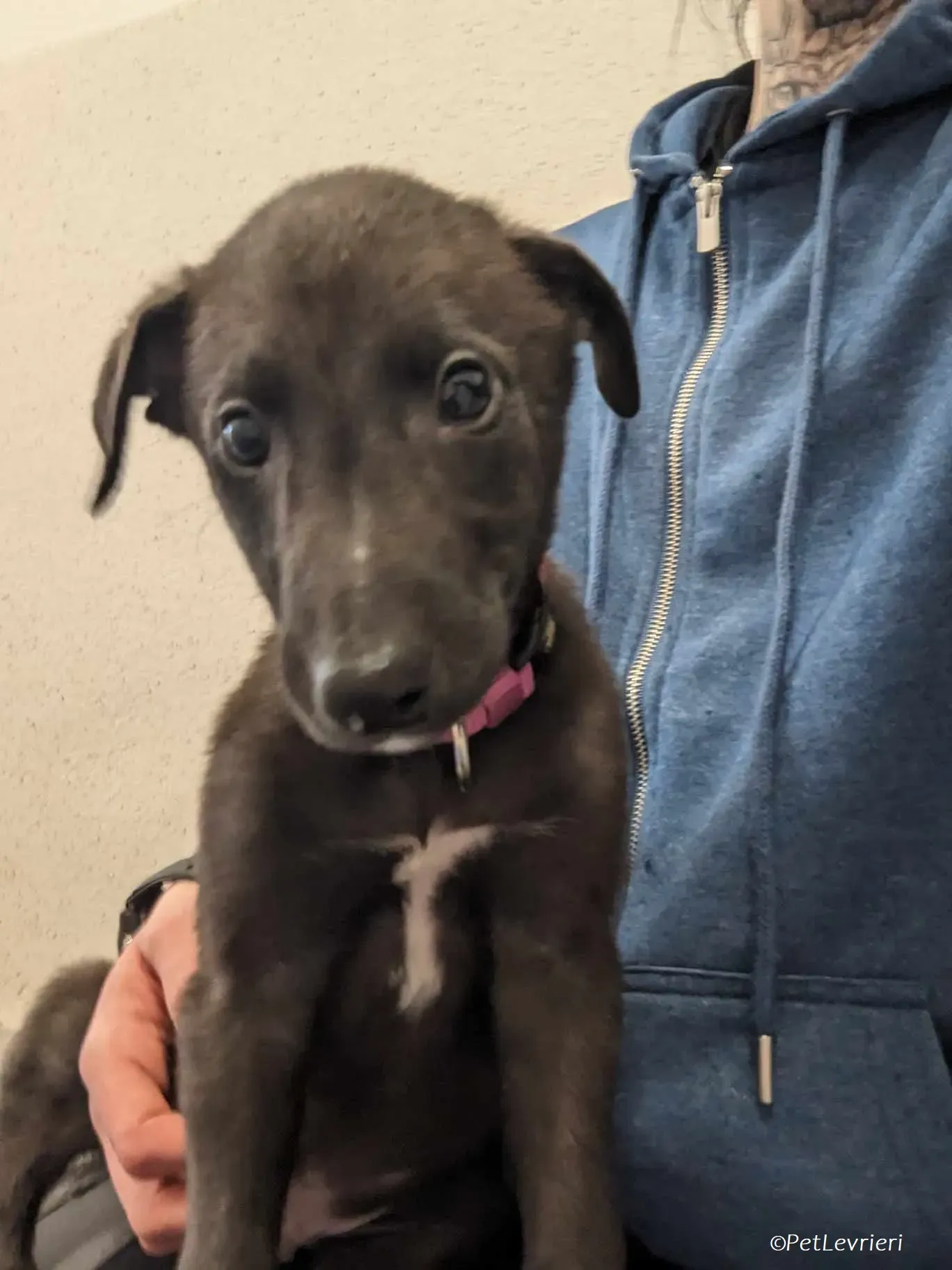 Gunnar adozione levrieri greyhound 15