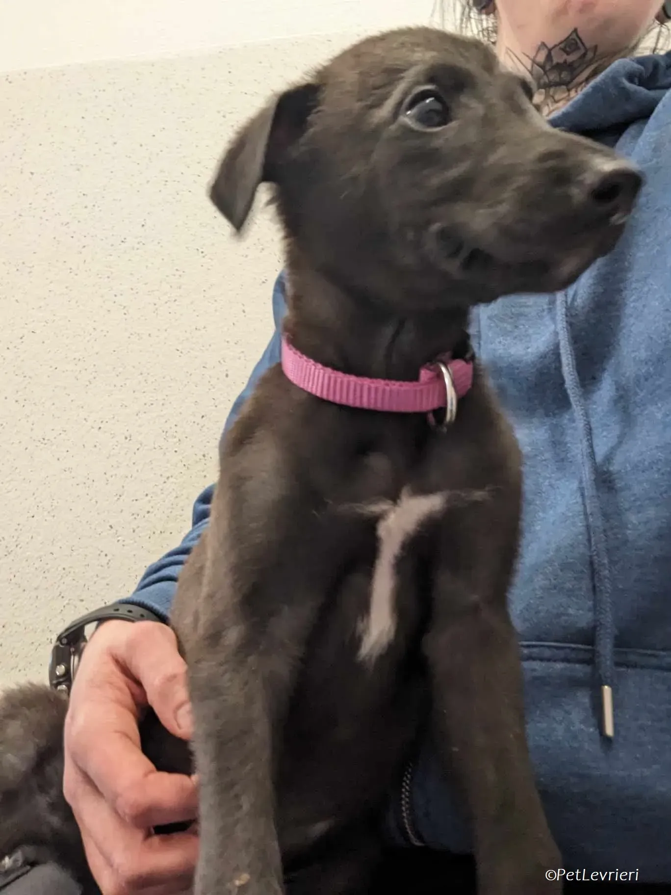 Gunnar adozione levrieri greyhound 16