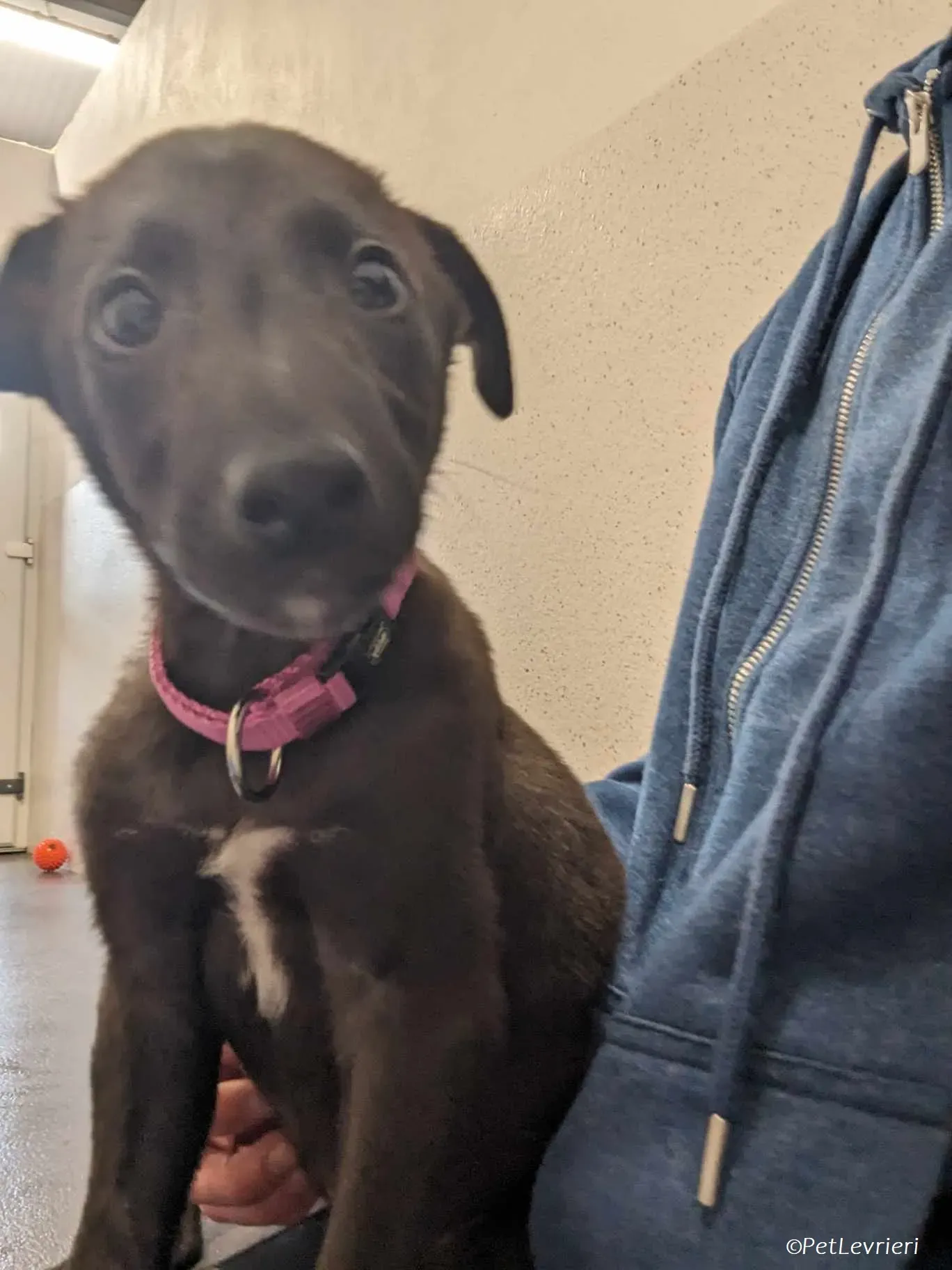 Gunnar adozione levrieri greyhound 17