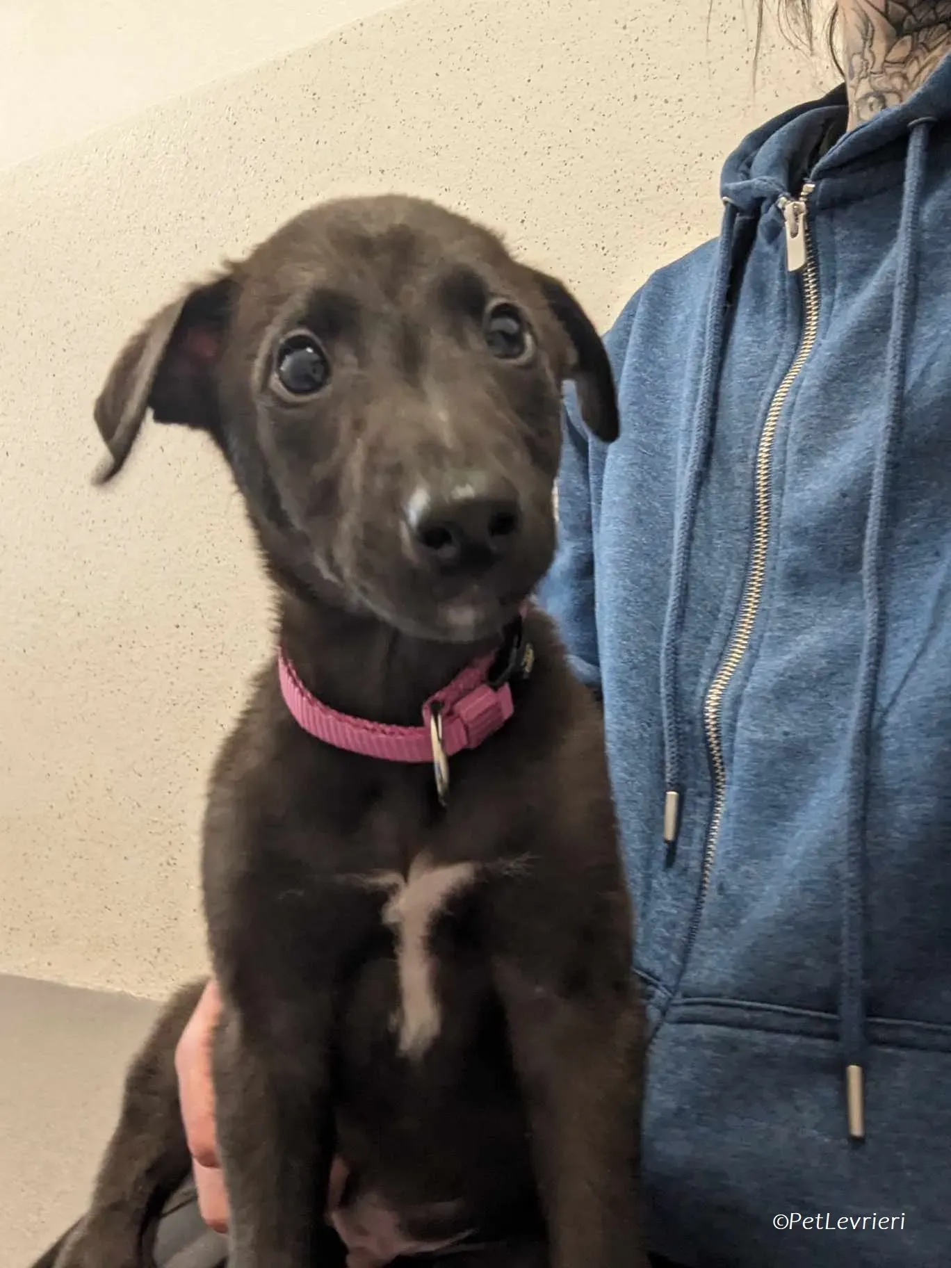 Gunnar adozione levrieri greyhound 18