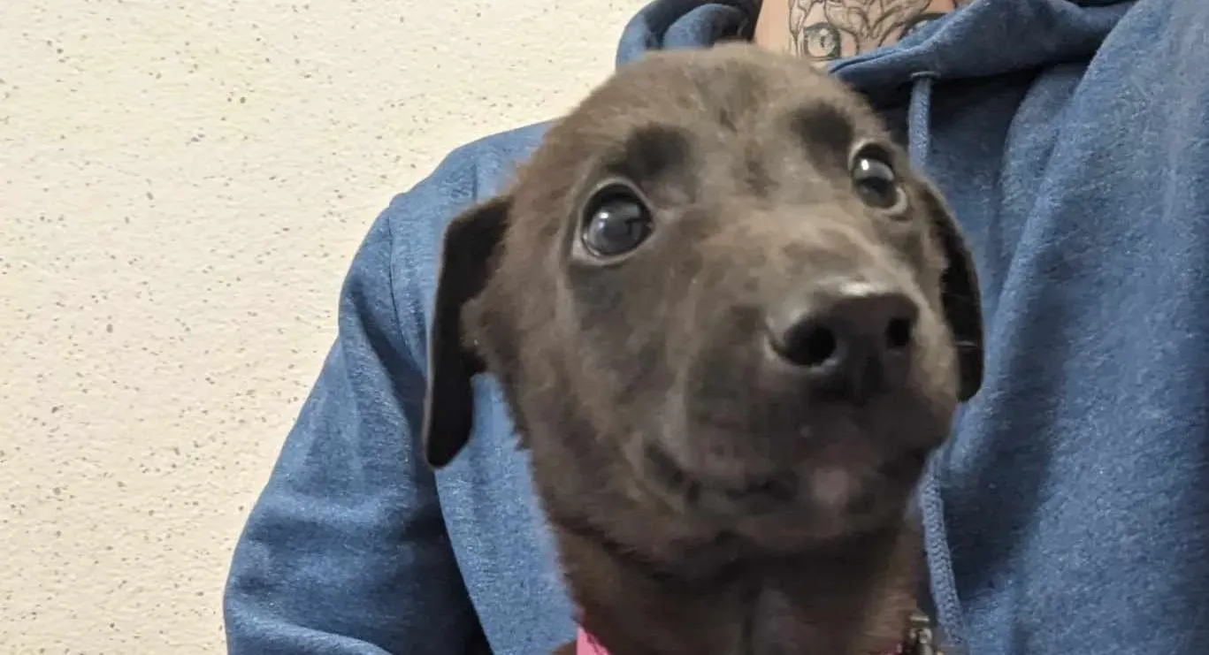 Gunnar adozione levrieri greyhound 19 e1703060571572