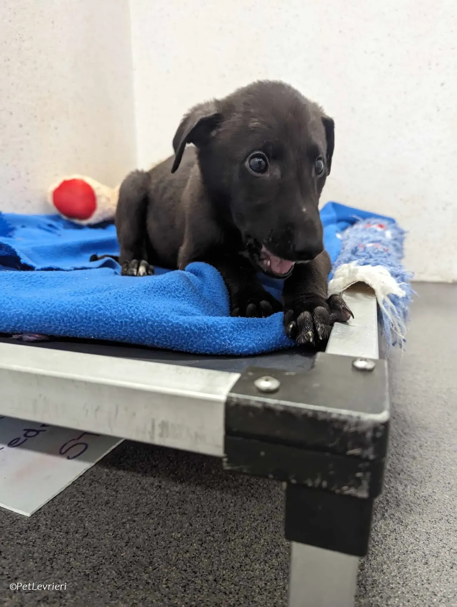 Gunnar adozione levrieri greyhound 2