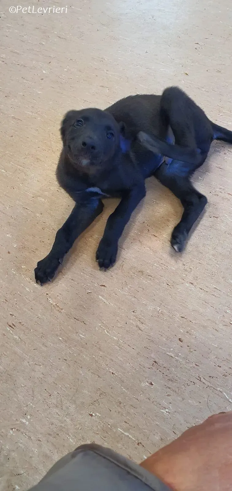 Gunnar adozione levrieri greyhound 20