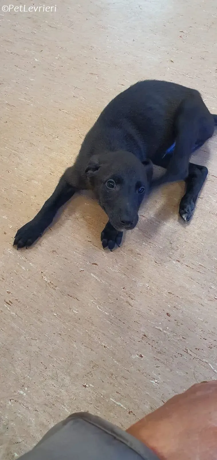 Gunnar adozione levrieri greyhound 21