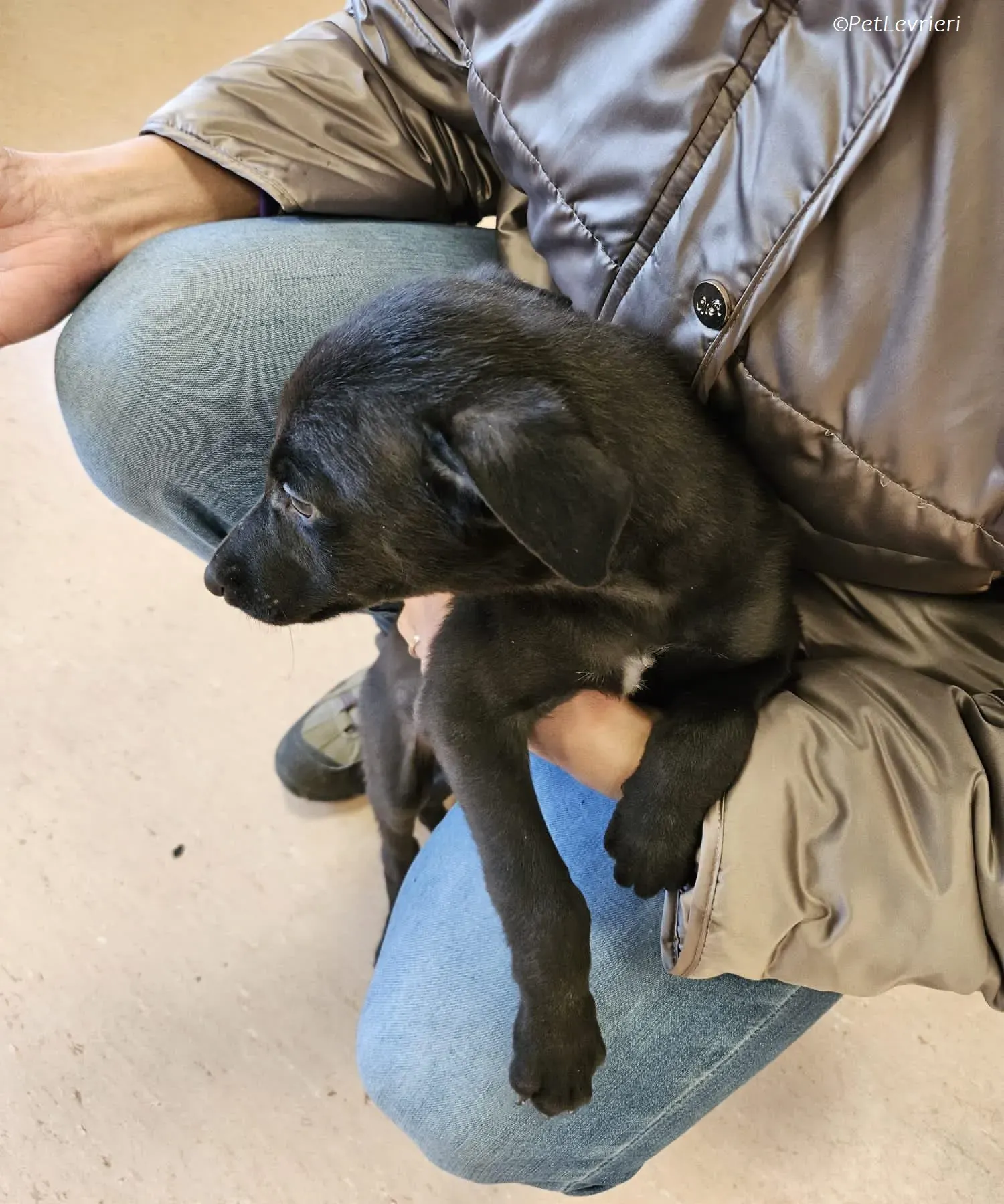 Gunnar adozione levrieri greyhound 22