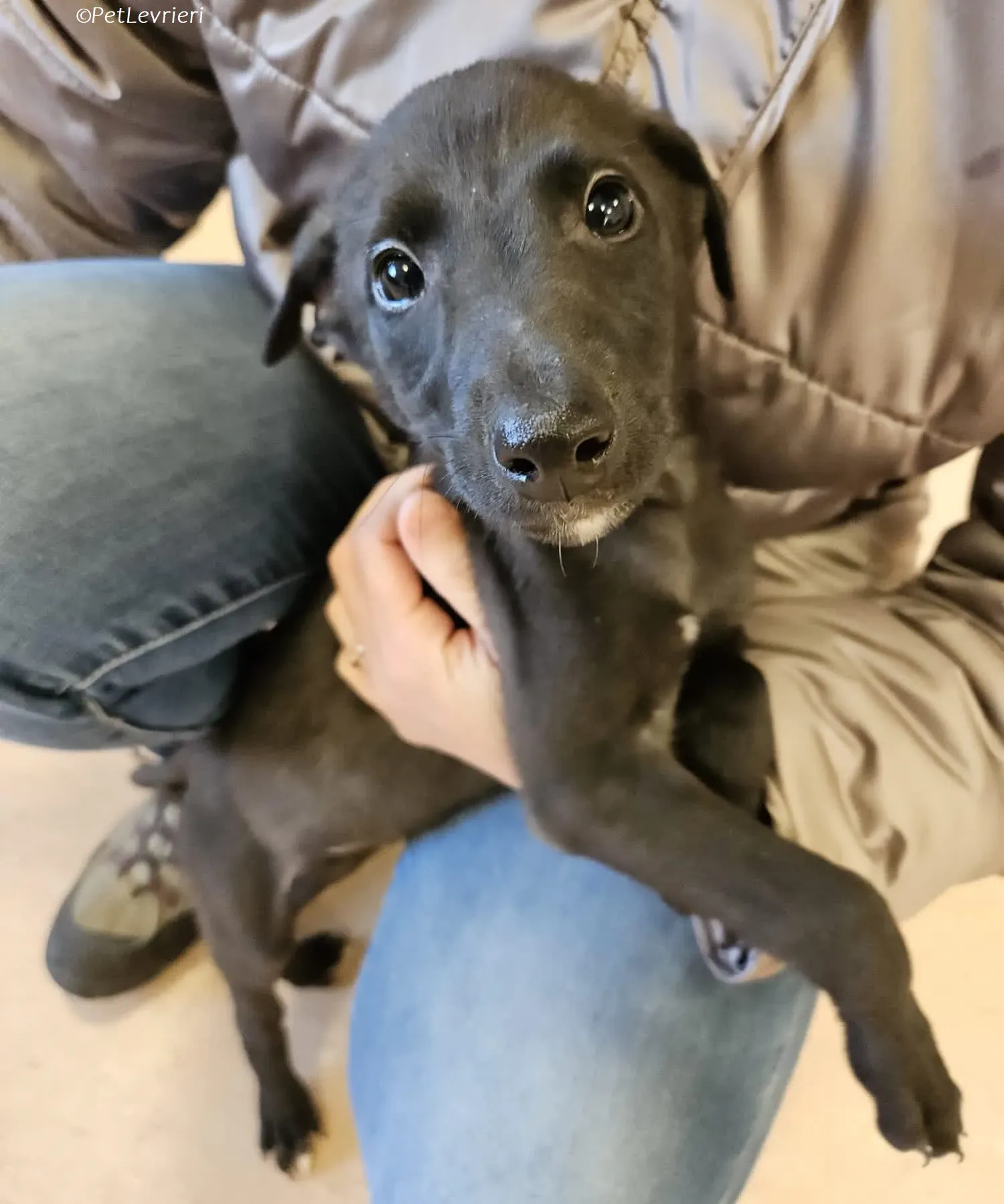 Gunnar adozione levrieri greyhound 23