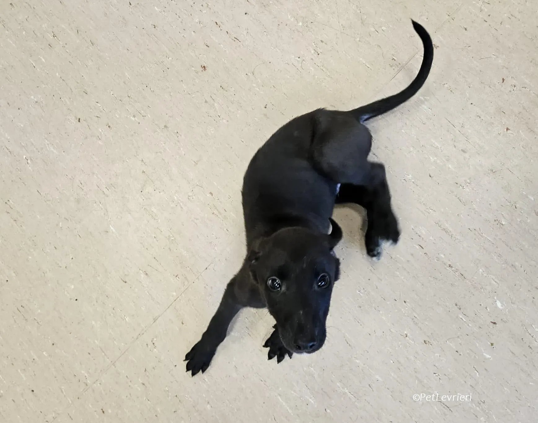 Gunnar adozione levrieri greyhound 24