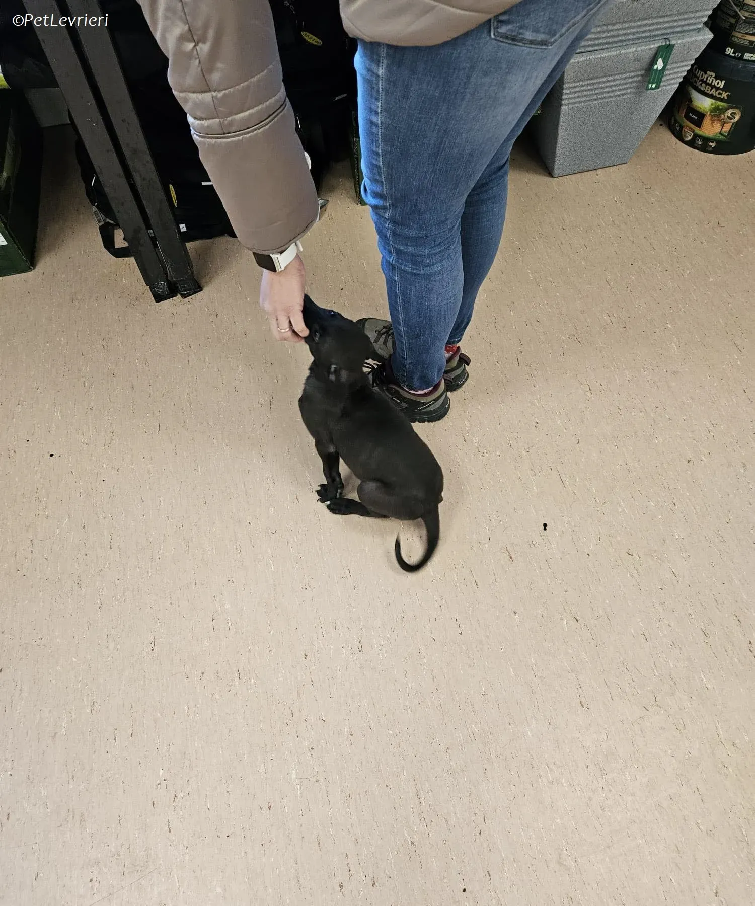 Gunnar adozione levrieri greyhound 25