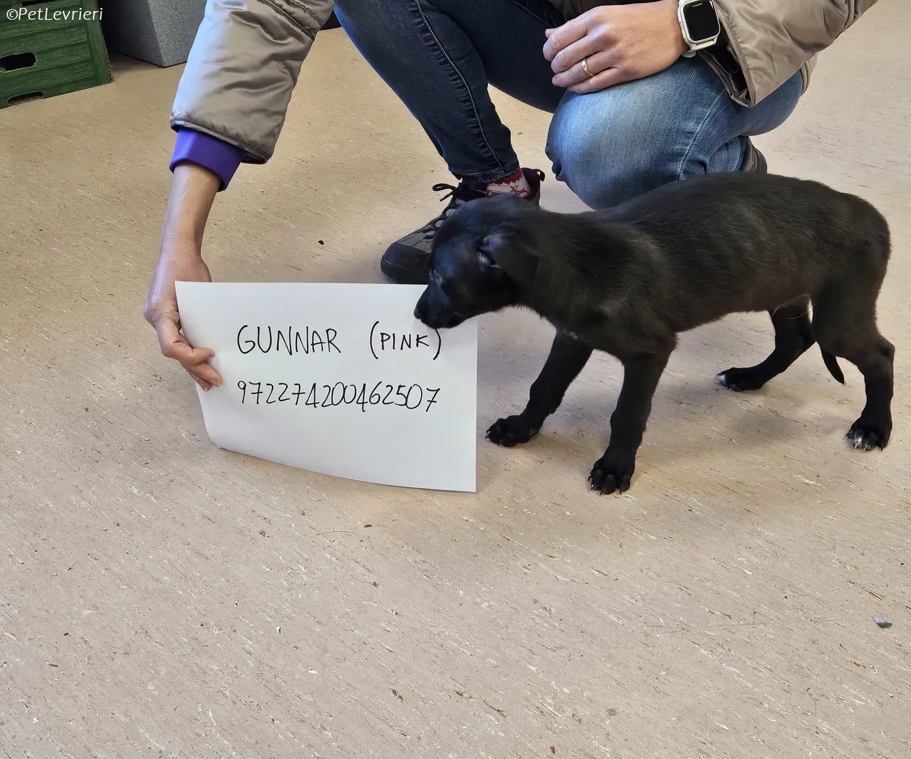 Gunnar adozione levrieri greyhound 26