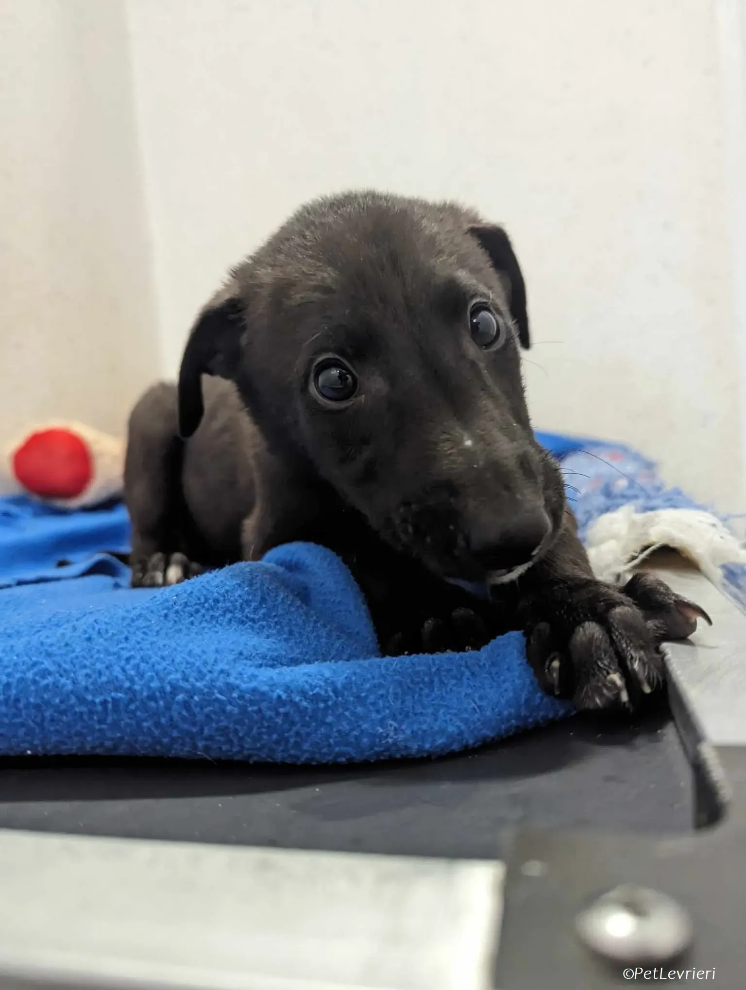 Gunnar adozione levrieri greyhound 3