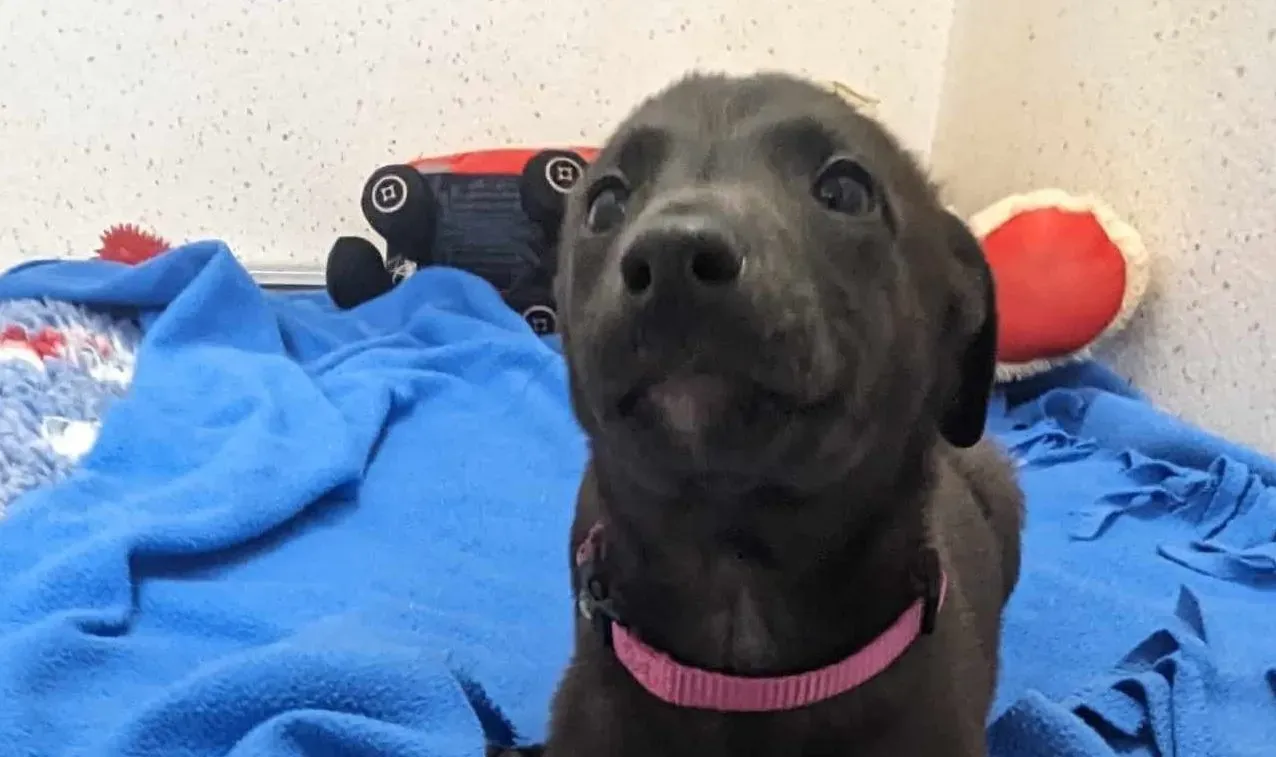 Gunnar adozione levrieri greyhound 4 e1701696447234