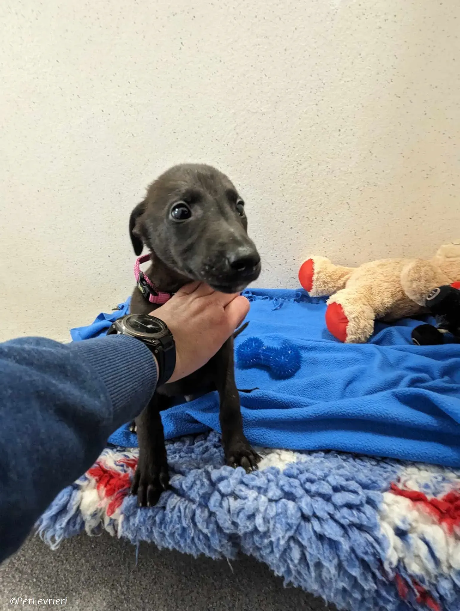 Gunnar adozione levrieri greyhound 5