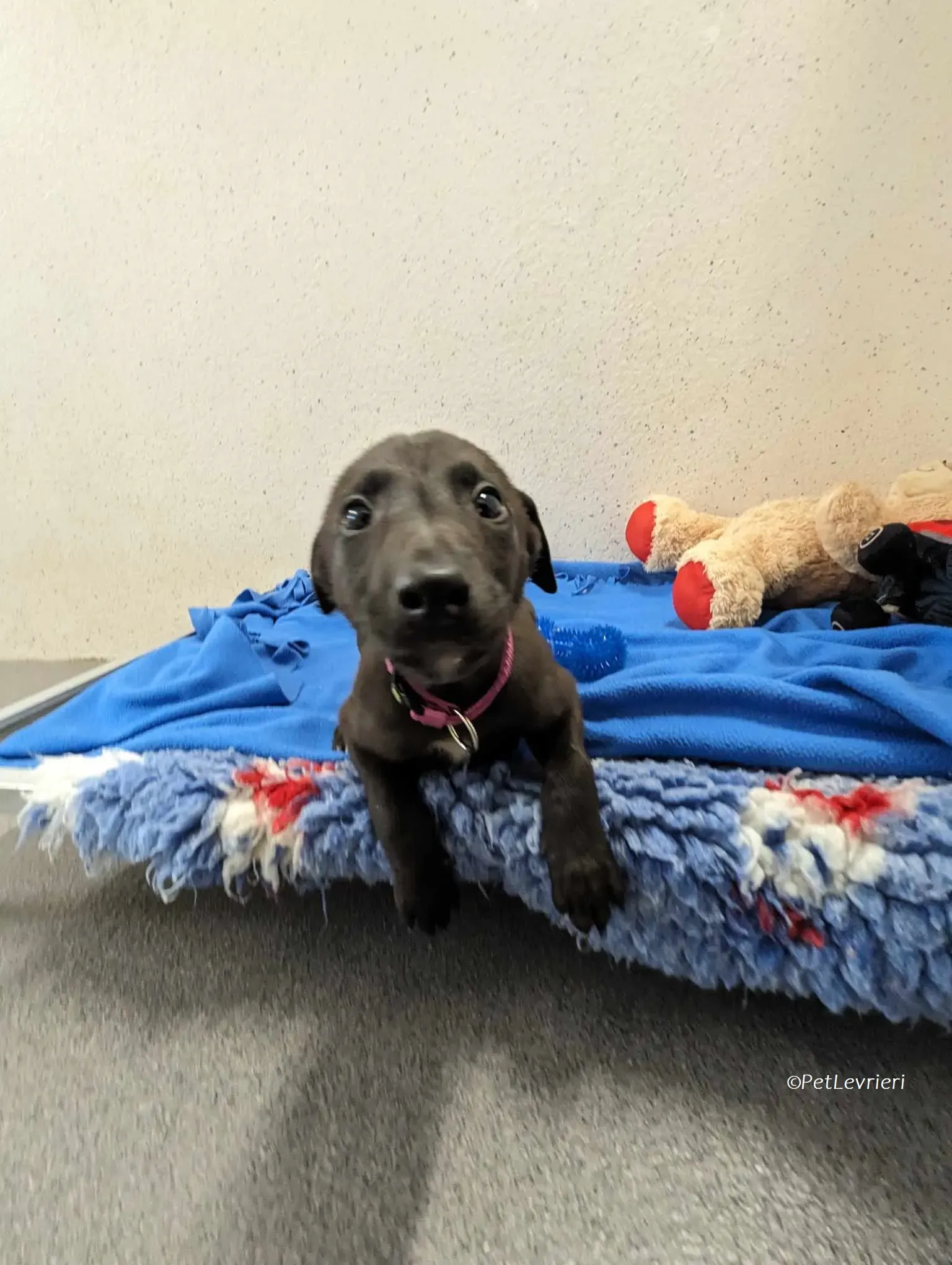 Gunnar adozione levrieri greyhound 6