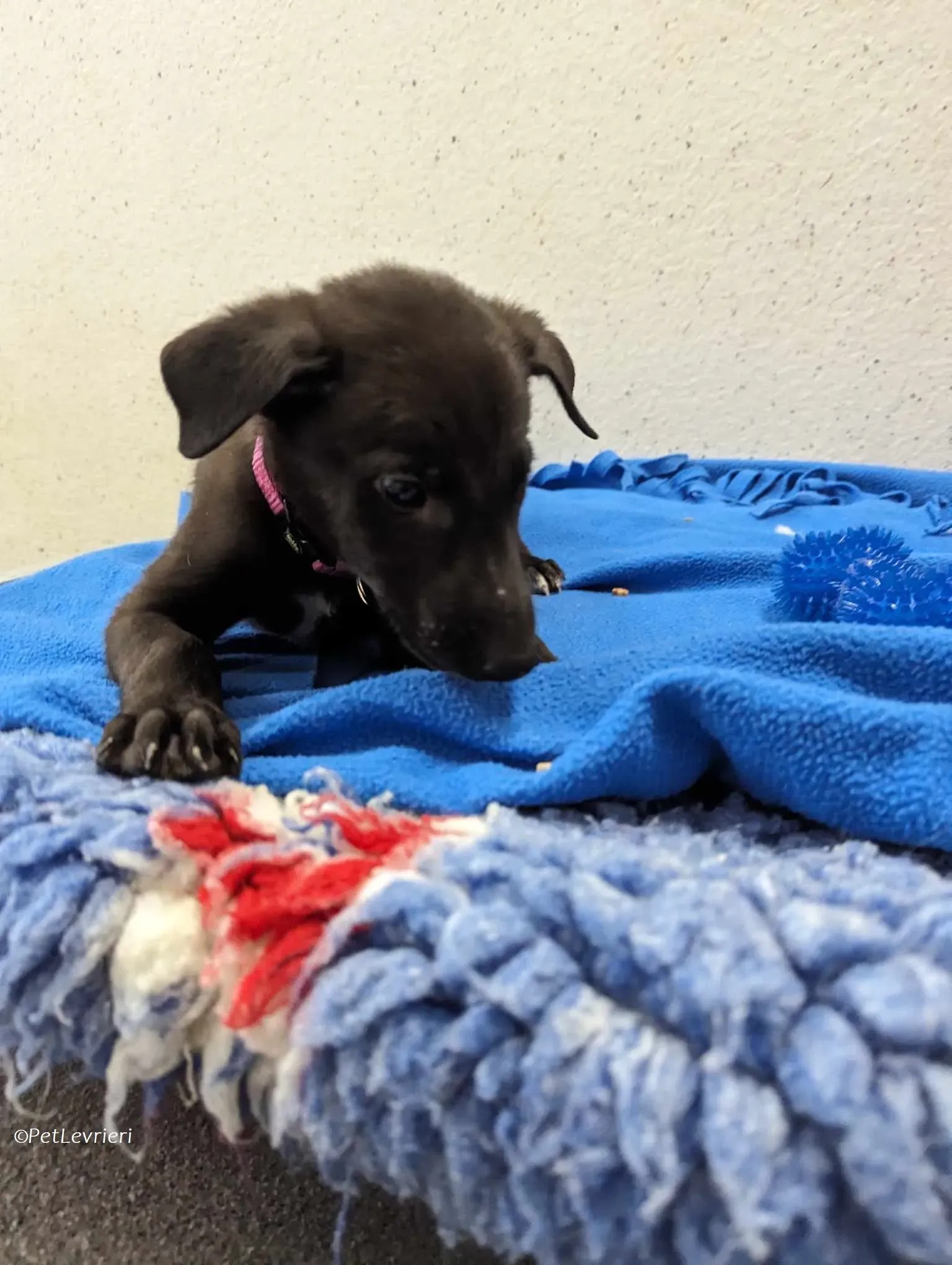 Gunnar adozione levrieri greyhound 7