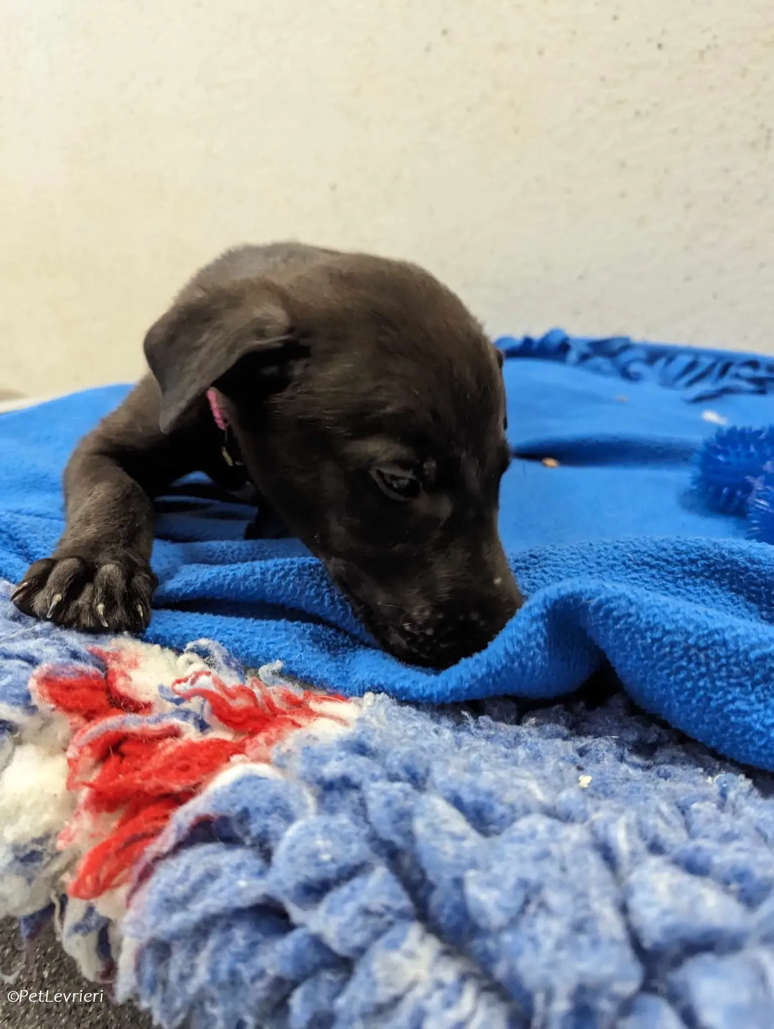 Gunnar adozione levrieri greyhound 8