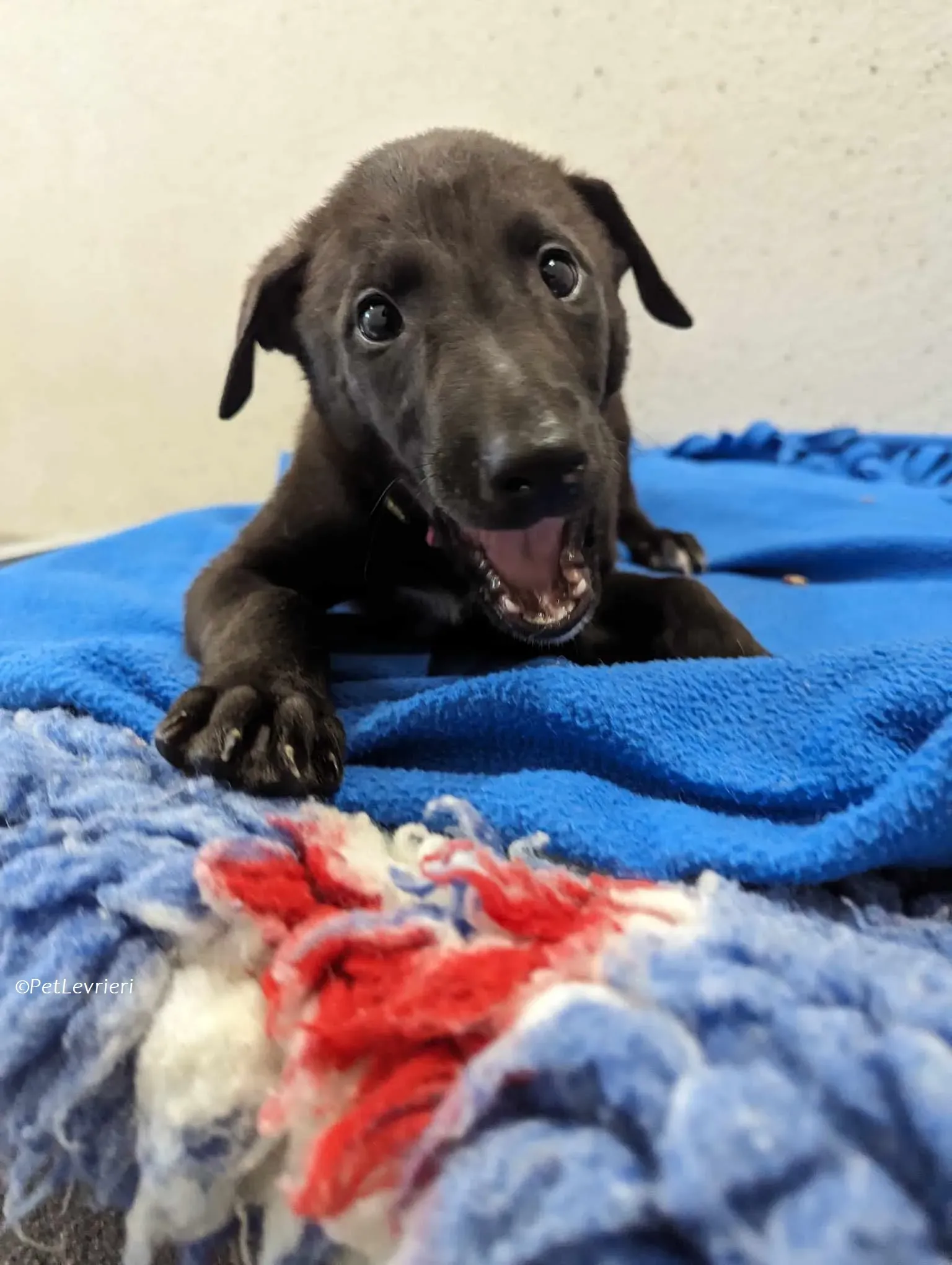 Gunnar adozione levrieri greyhound 9