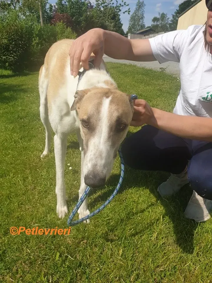 Gus adozione levrieri greyhound 1