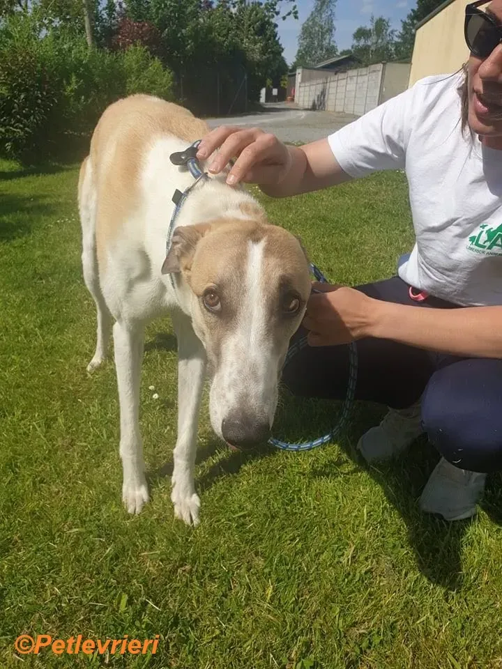 Gus adozione levrieri greyhound 2