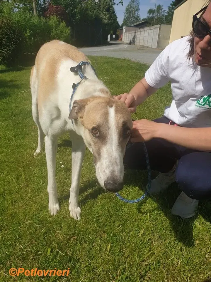 Gus adozione levrieri greyhound 3