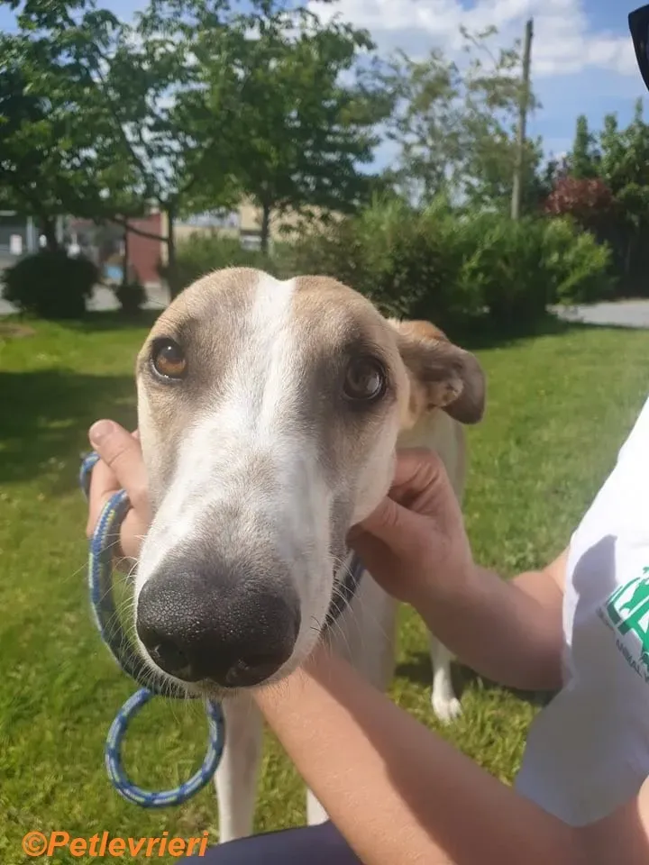 Gus adozione levrieri greyhound 4