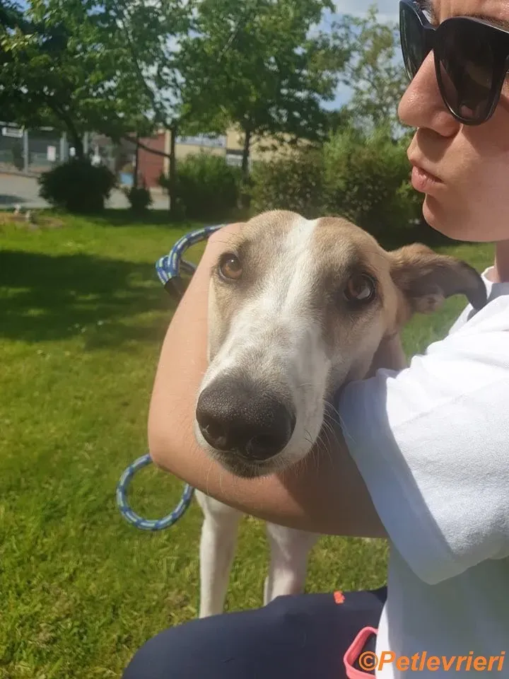 Gus adozione levrieri greyhound 5
