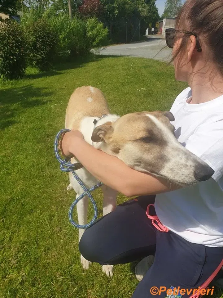 Gus adozione levrieri greyhound 6