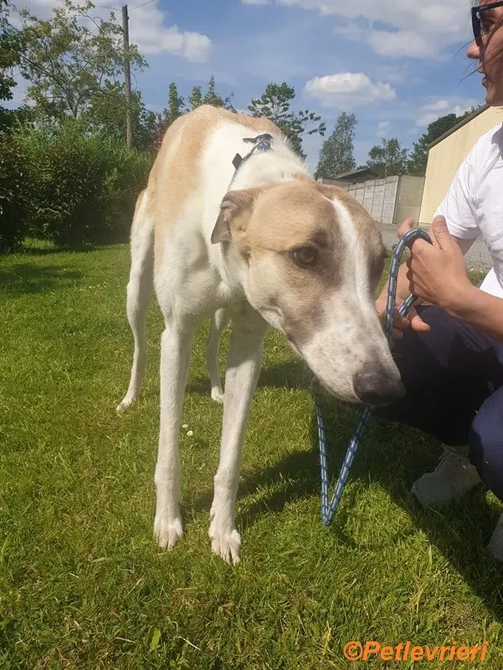 Gus adozione levrieri greyhound 7