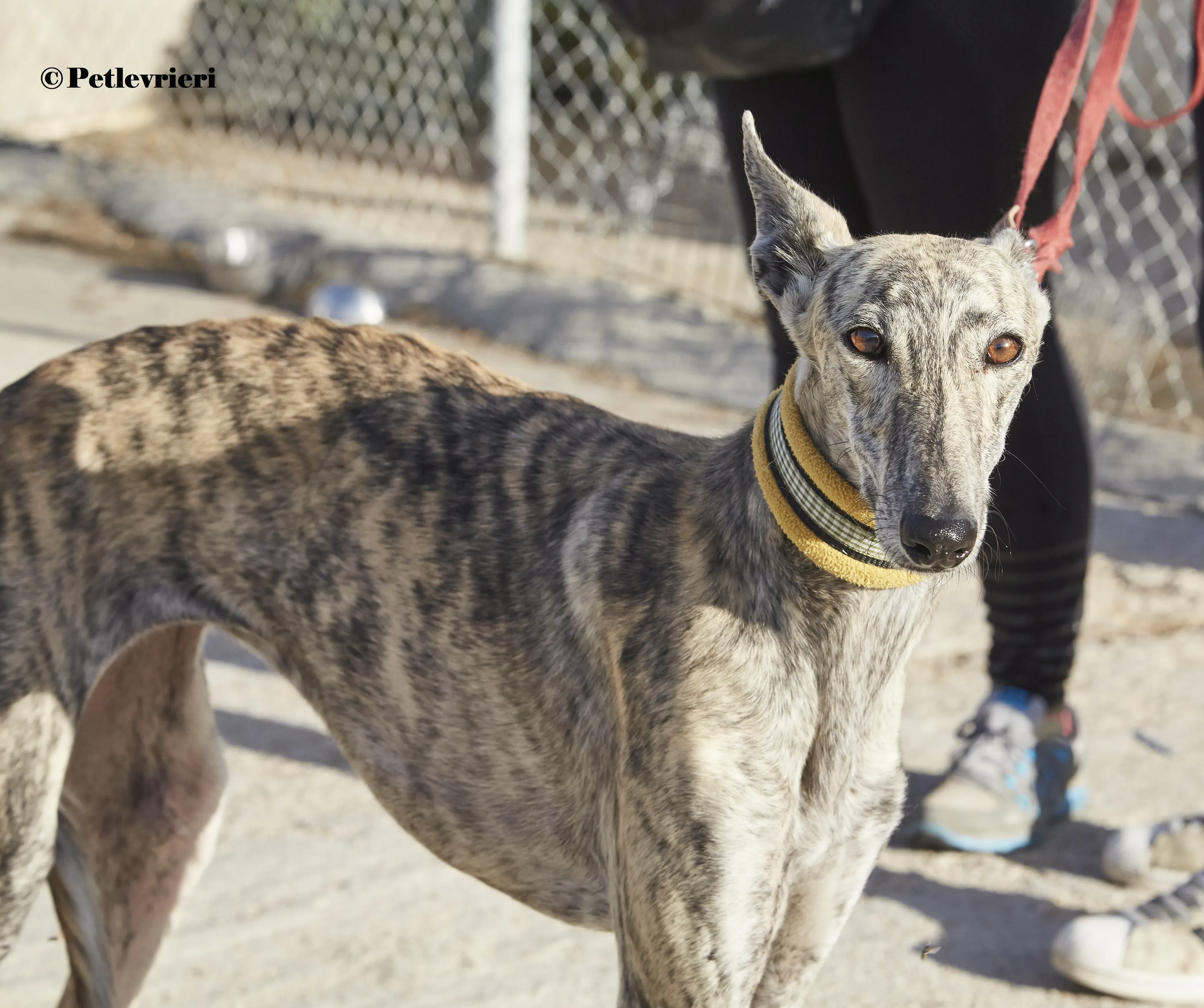 Gwen galgo adozione pet levrieri onlus 1