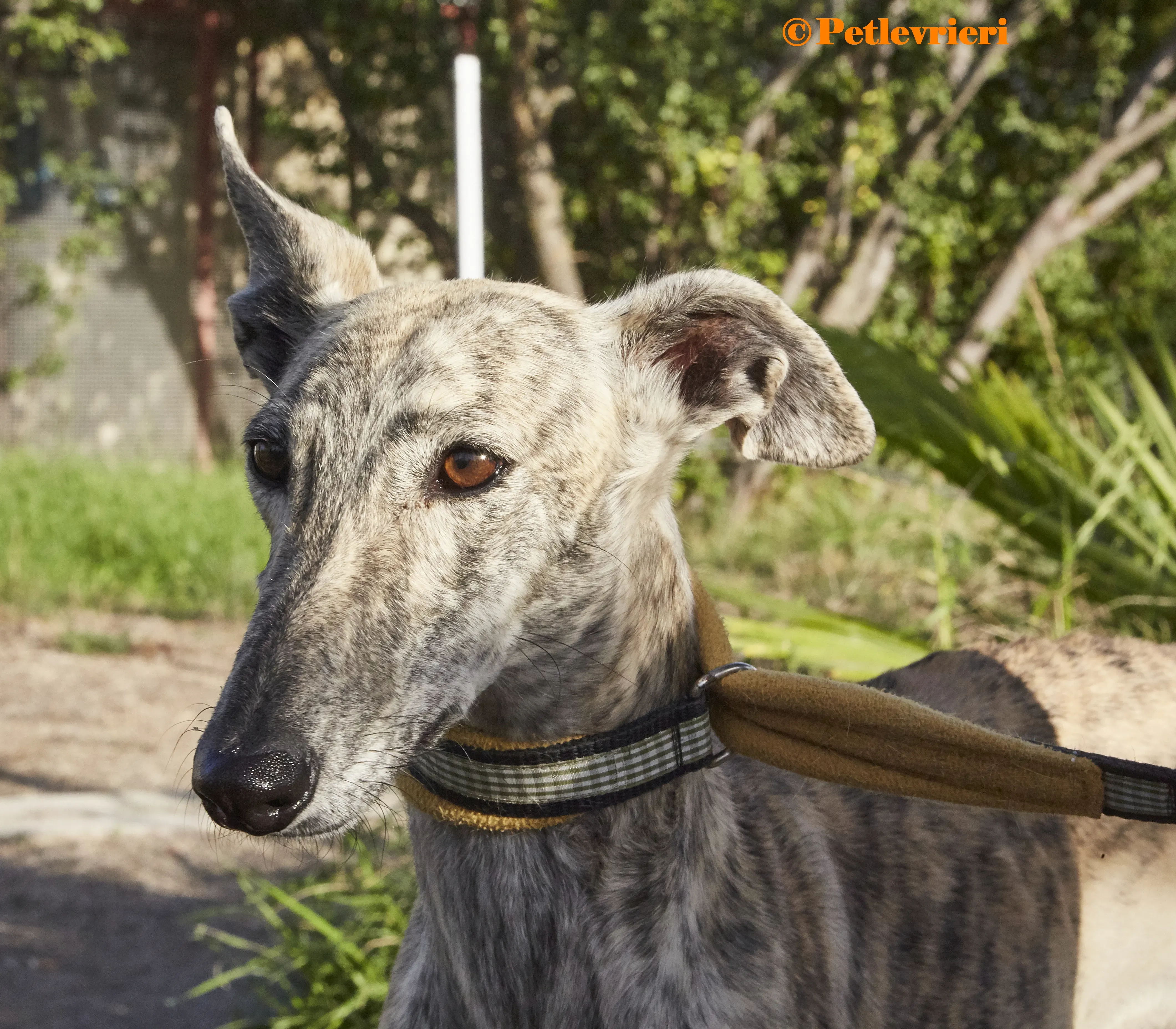 Gwen galgo adozione pet levrieri onlus 2