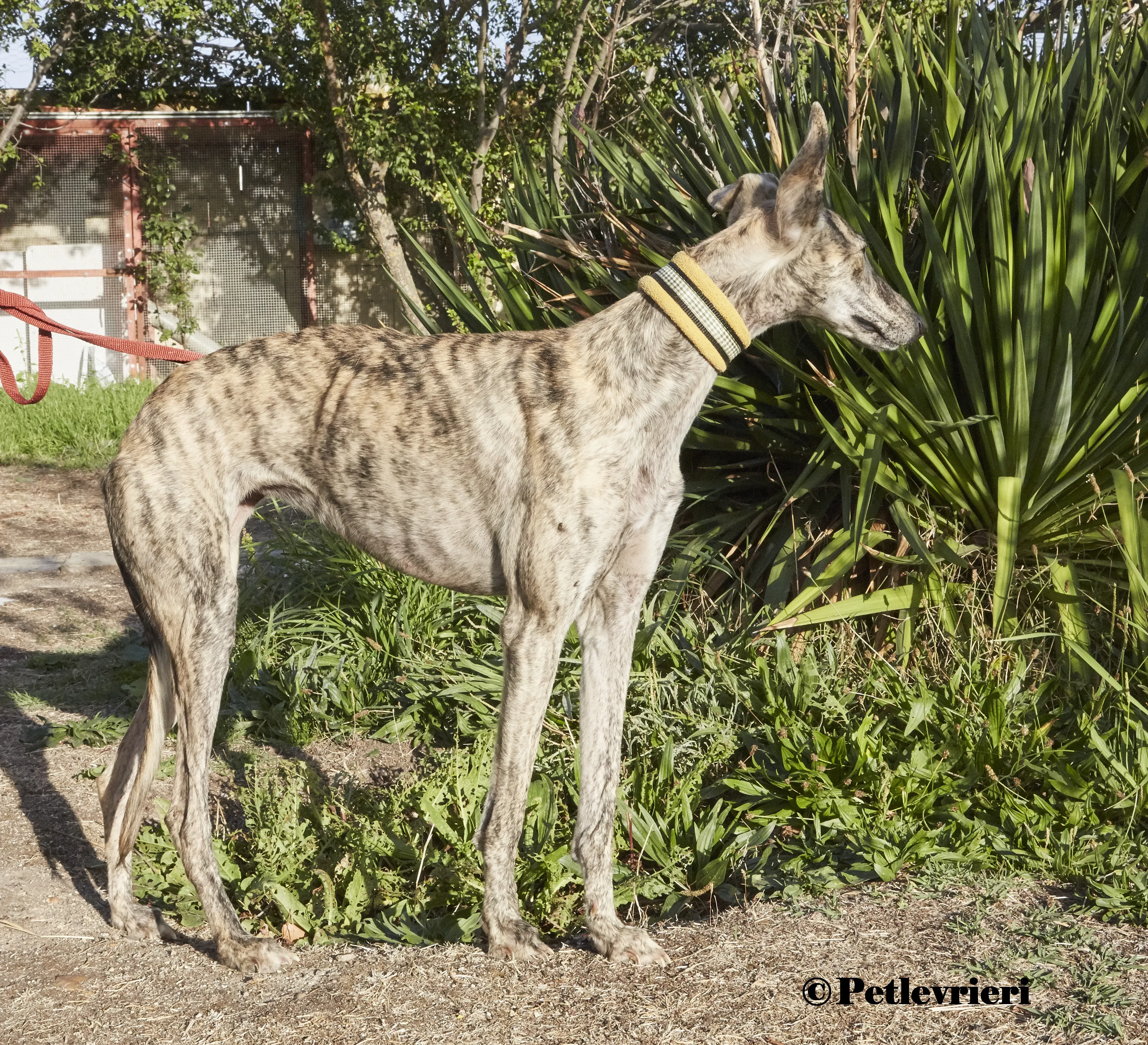 Gwen galgo adozione pet levrieri onlus 3