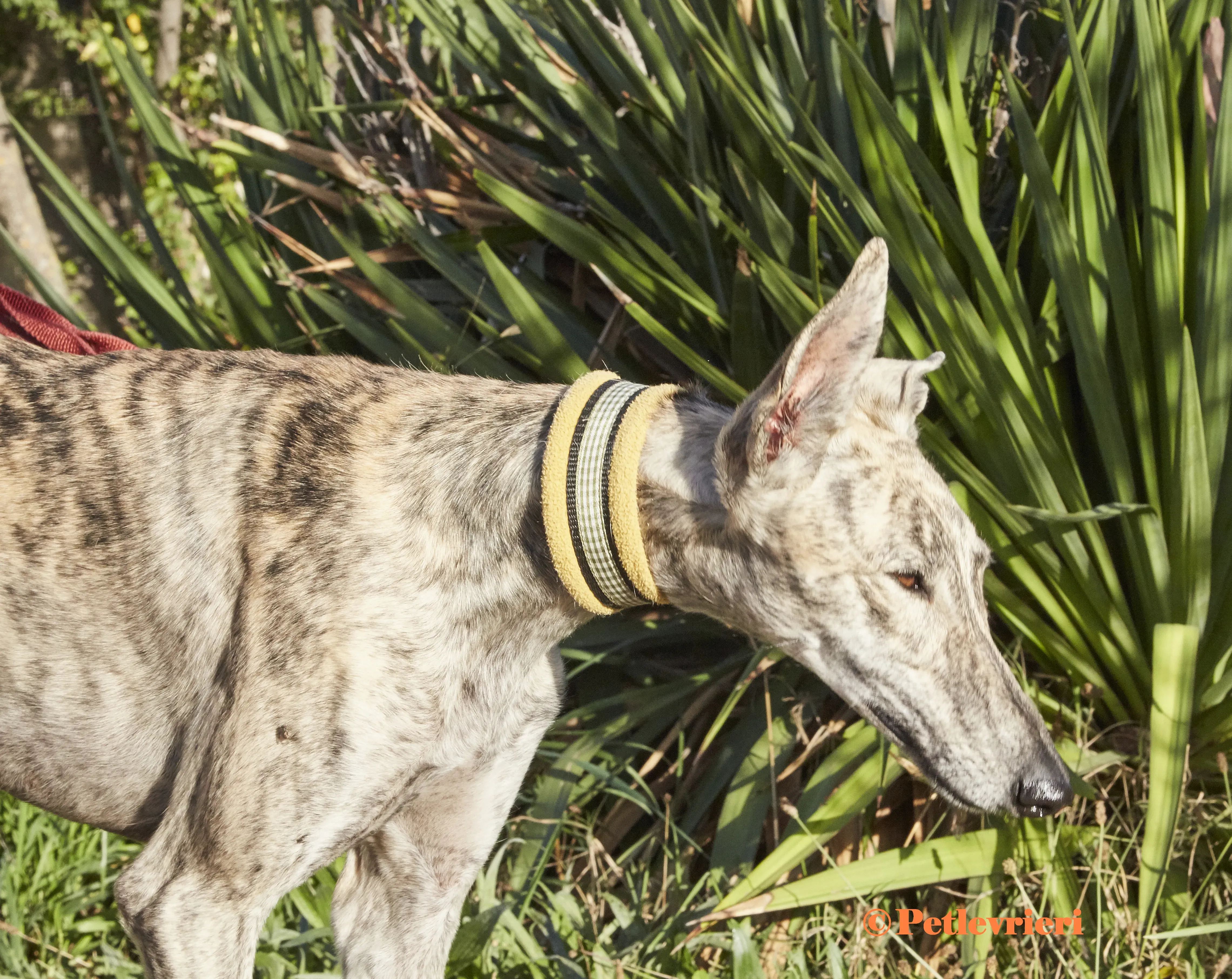 Gwen galgo adozione pet levrieri onlus 4