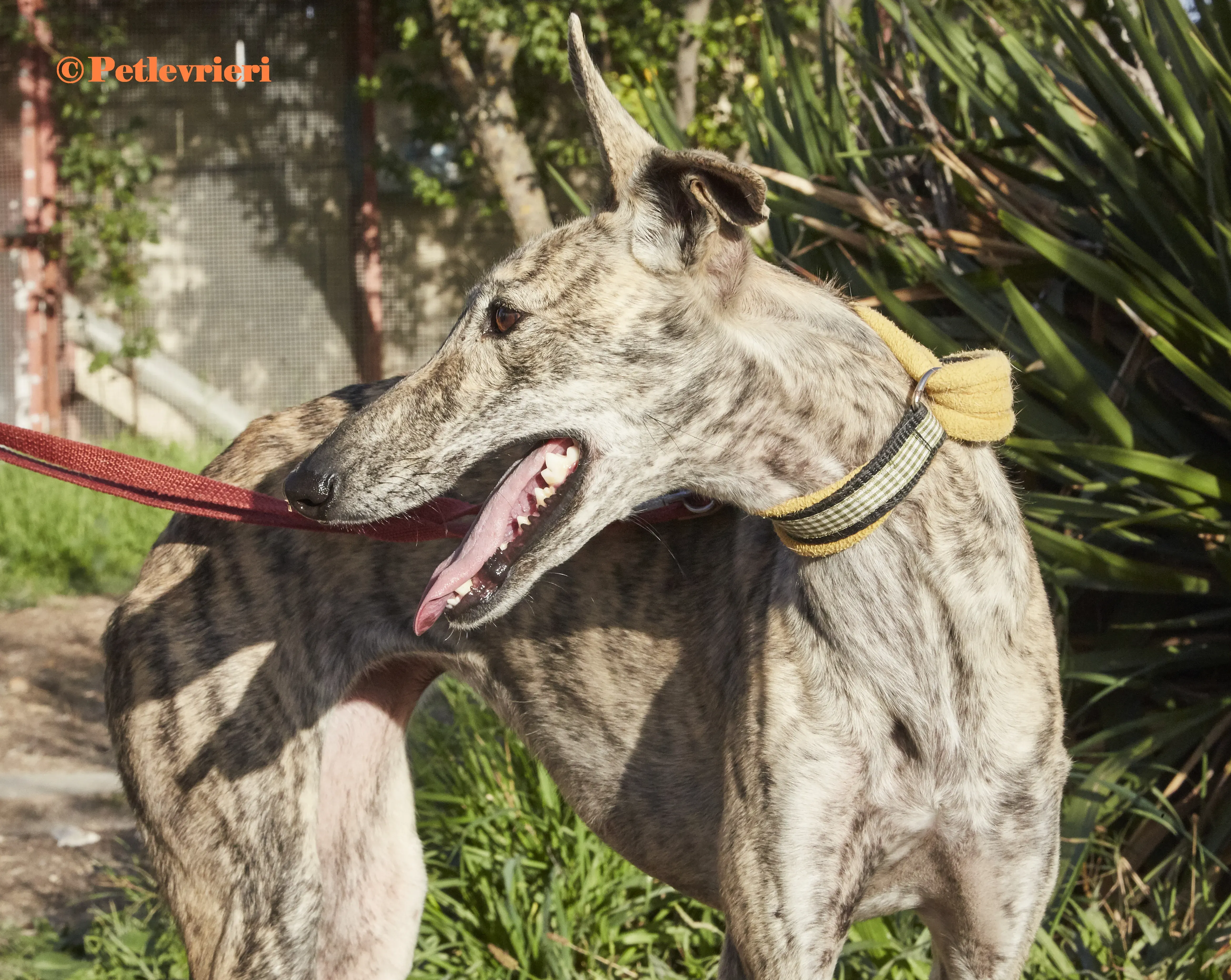 Gwen galgo adozione pet levrieri onlus 5