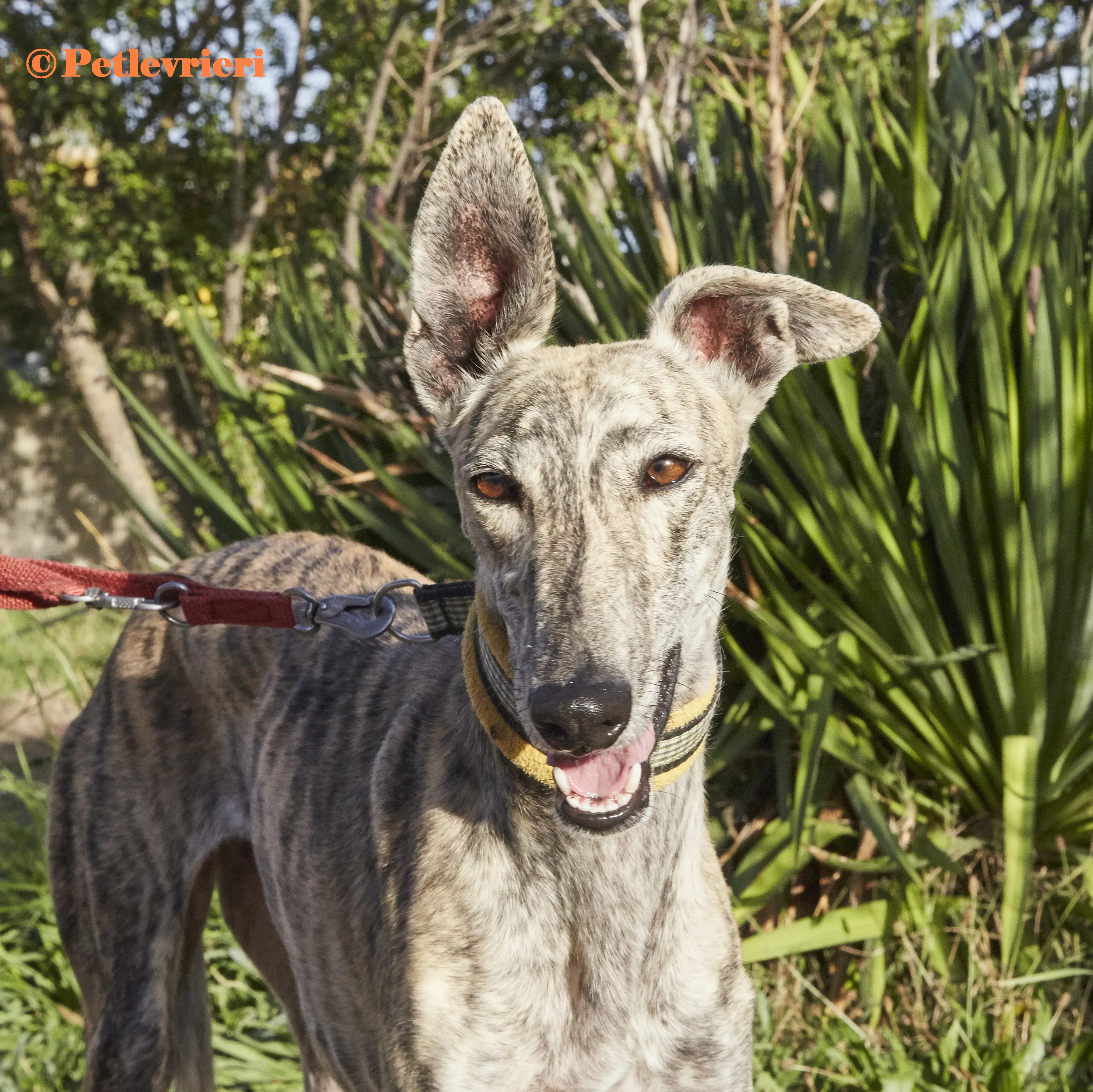 Gwen galgo adozione pet levrieri onlus 6